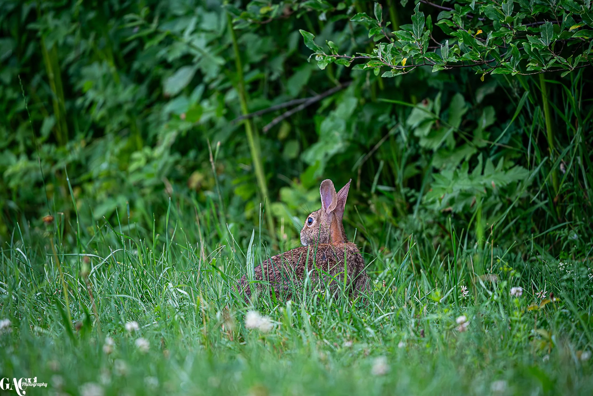 A rabbit sitting in the grass with green foliage in the background.