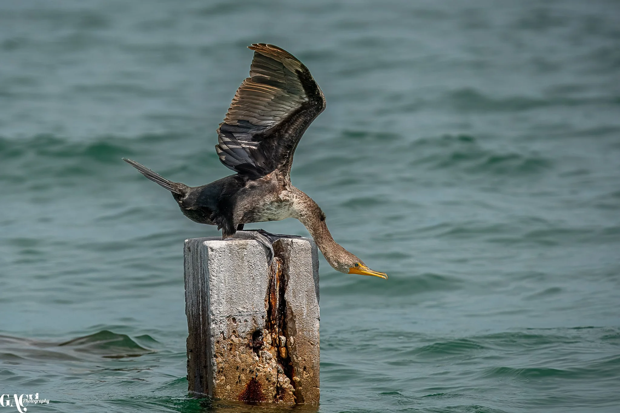 Cormorant perched on a concrete post over water, wings partially spread, leaning forward.