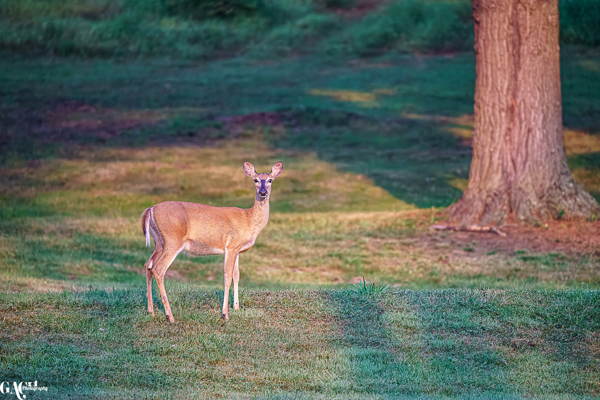 A deer standing on grass near a large tree in a park or forest setting.