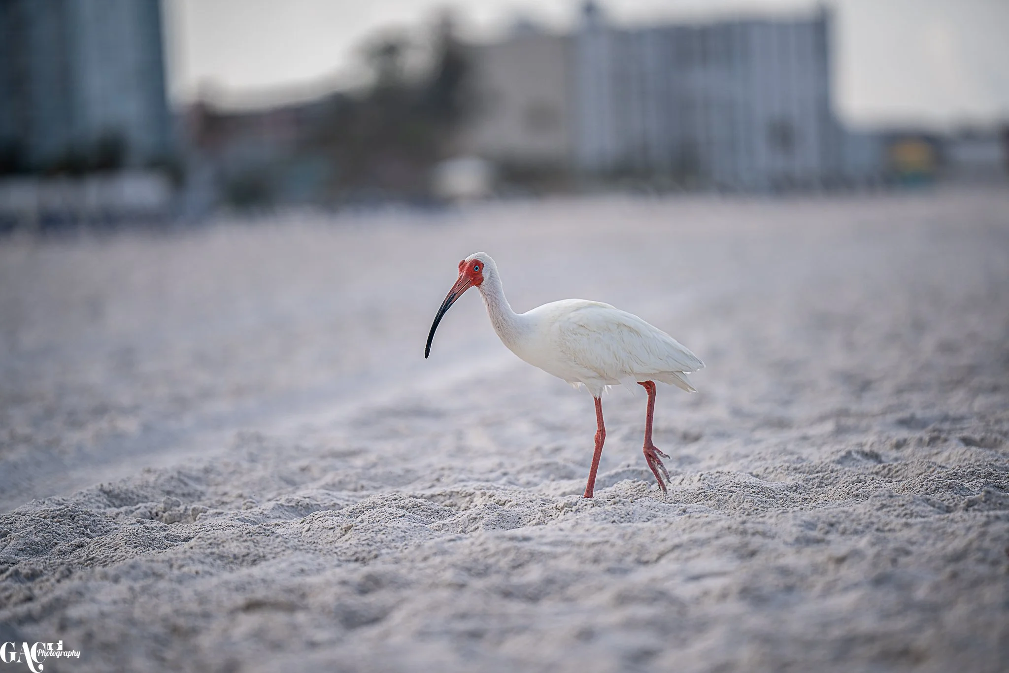 White ibis walking on sandy beach