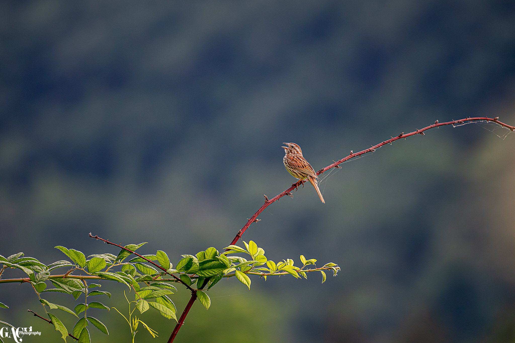 A small brown bird with yellow streaks perched on a curved, thorny branch with green leaves, against a blurred blue and green background.