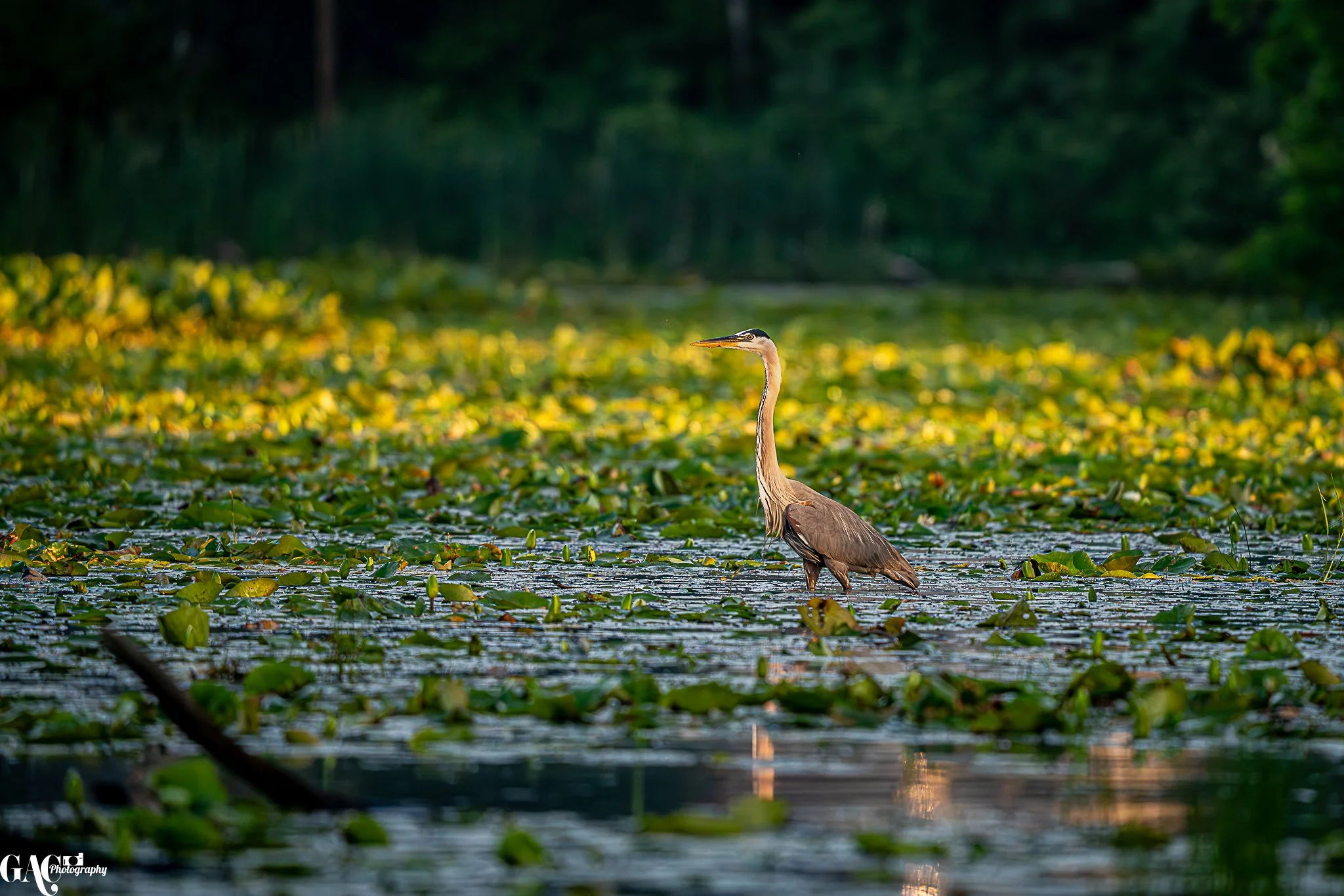 A heron standing in a lake surrounded by green lily pads and yellow water plants, with a dark forest in the background.