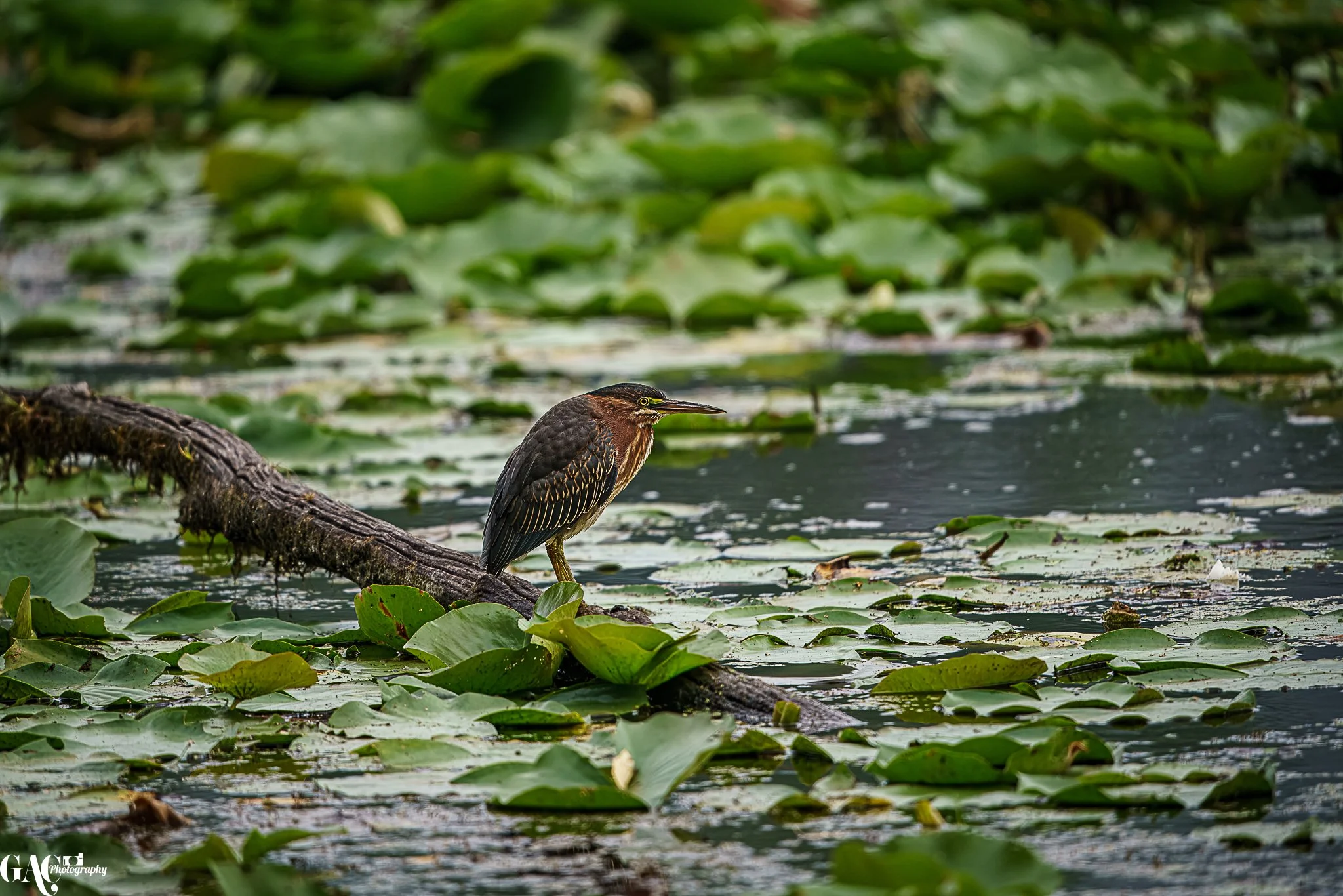 Heron standing on a submerged log surrounded by lily pads and water plants in a pond.
