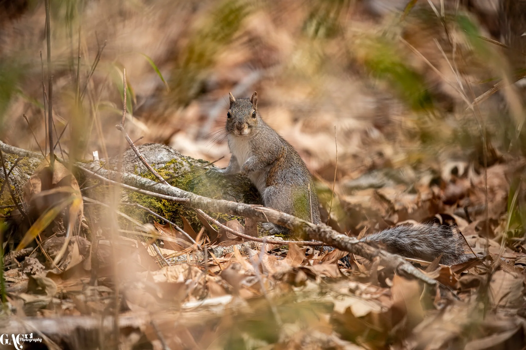 A squirrel sitting on a log among dry leaves and branches in a forest setting.