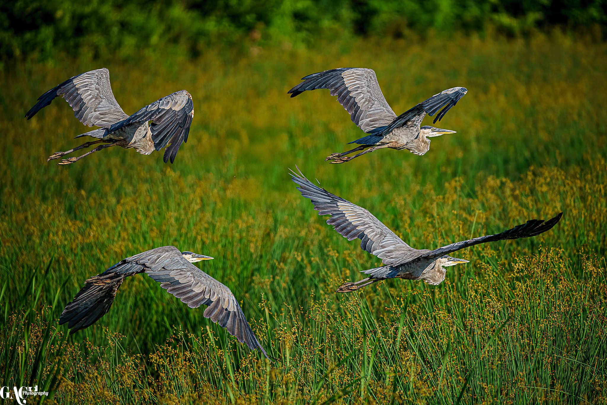 Five herons flying low over a grassy wetland area with green and yellow vegetation.