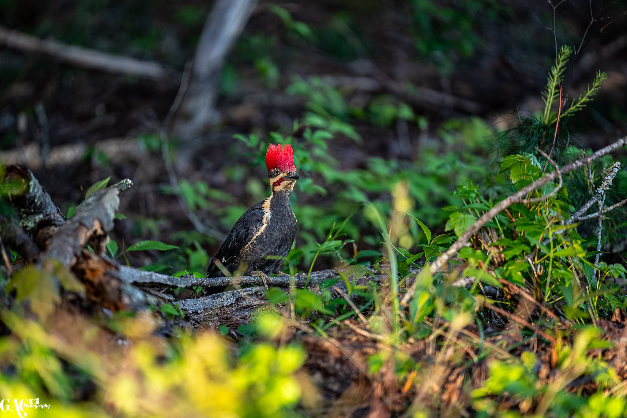 Woodpecker with a red crest sitting on a log in a forest clearing surrounded by green foliage.