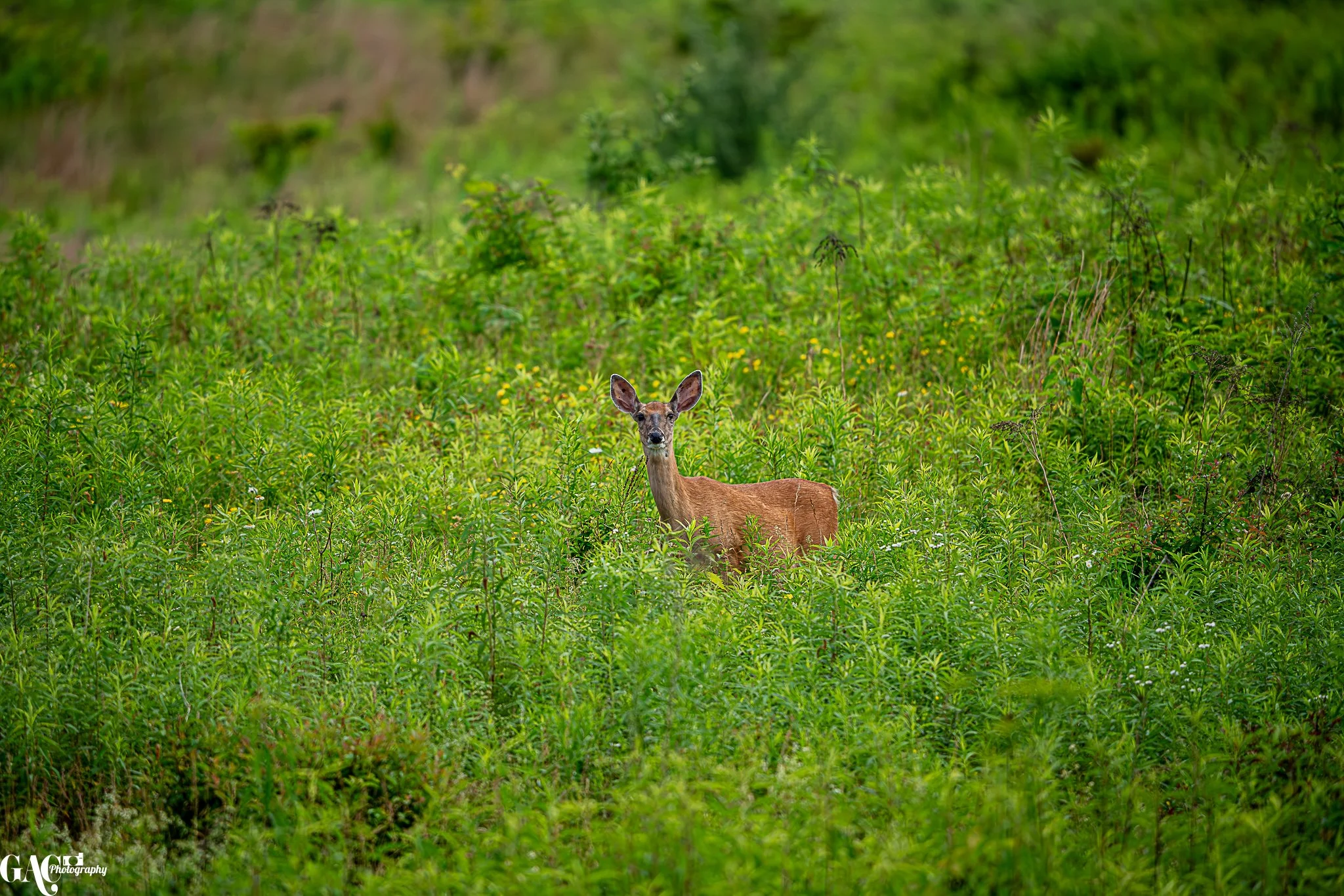 A deer standing amidst tall green plants and bushes in a lush natural setting.