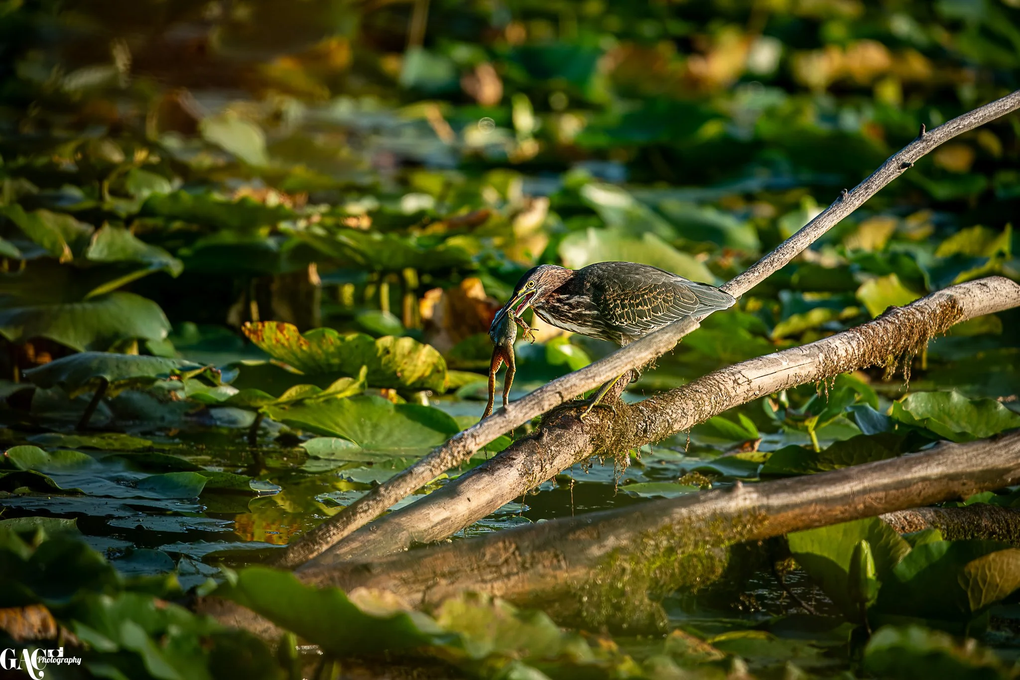 Heron on a fallen log catching a fish in a pond with lily pads.