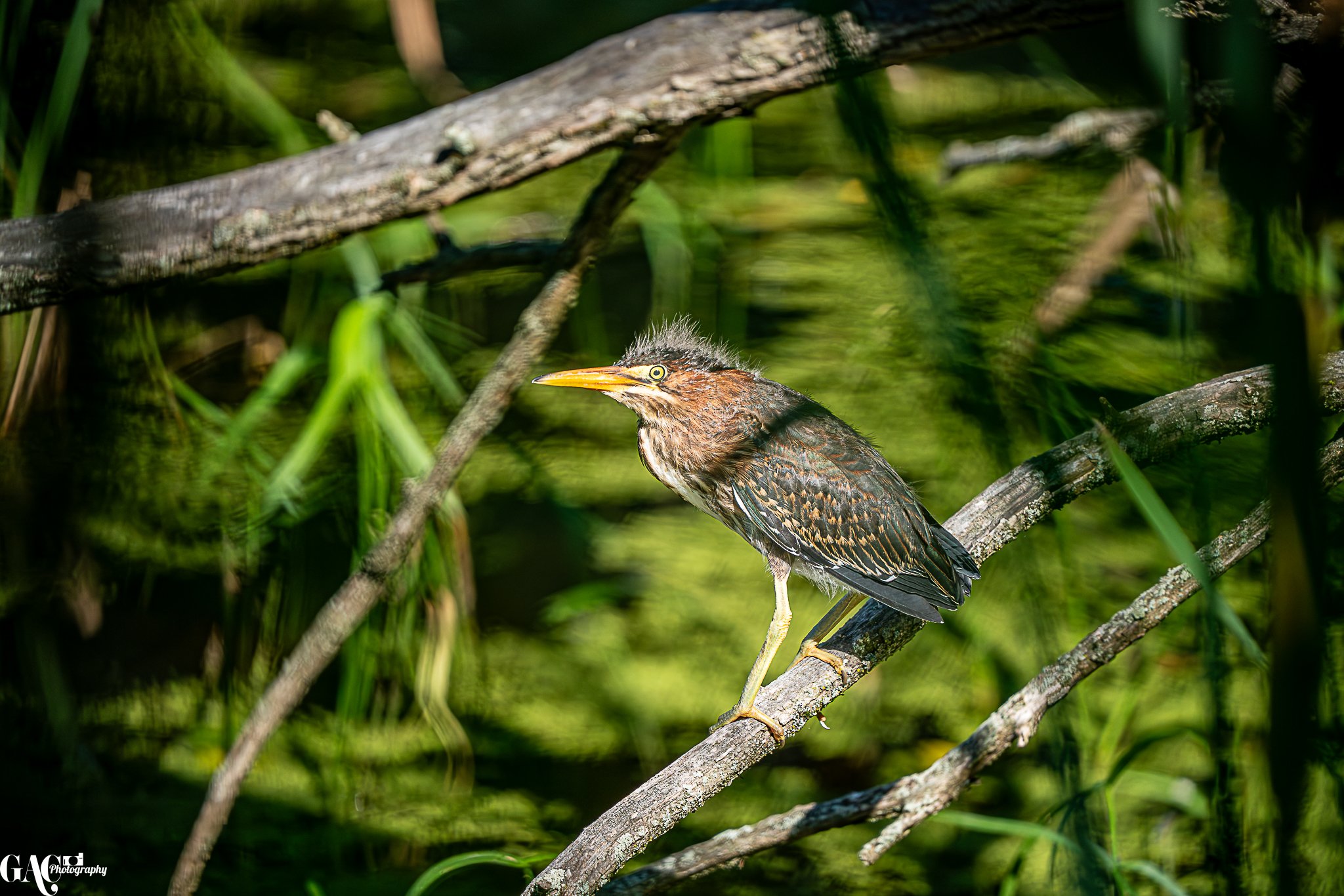 A juvenile green heron standing on a branch in a swampy area with dense green vegetation and floating logs.