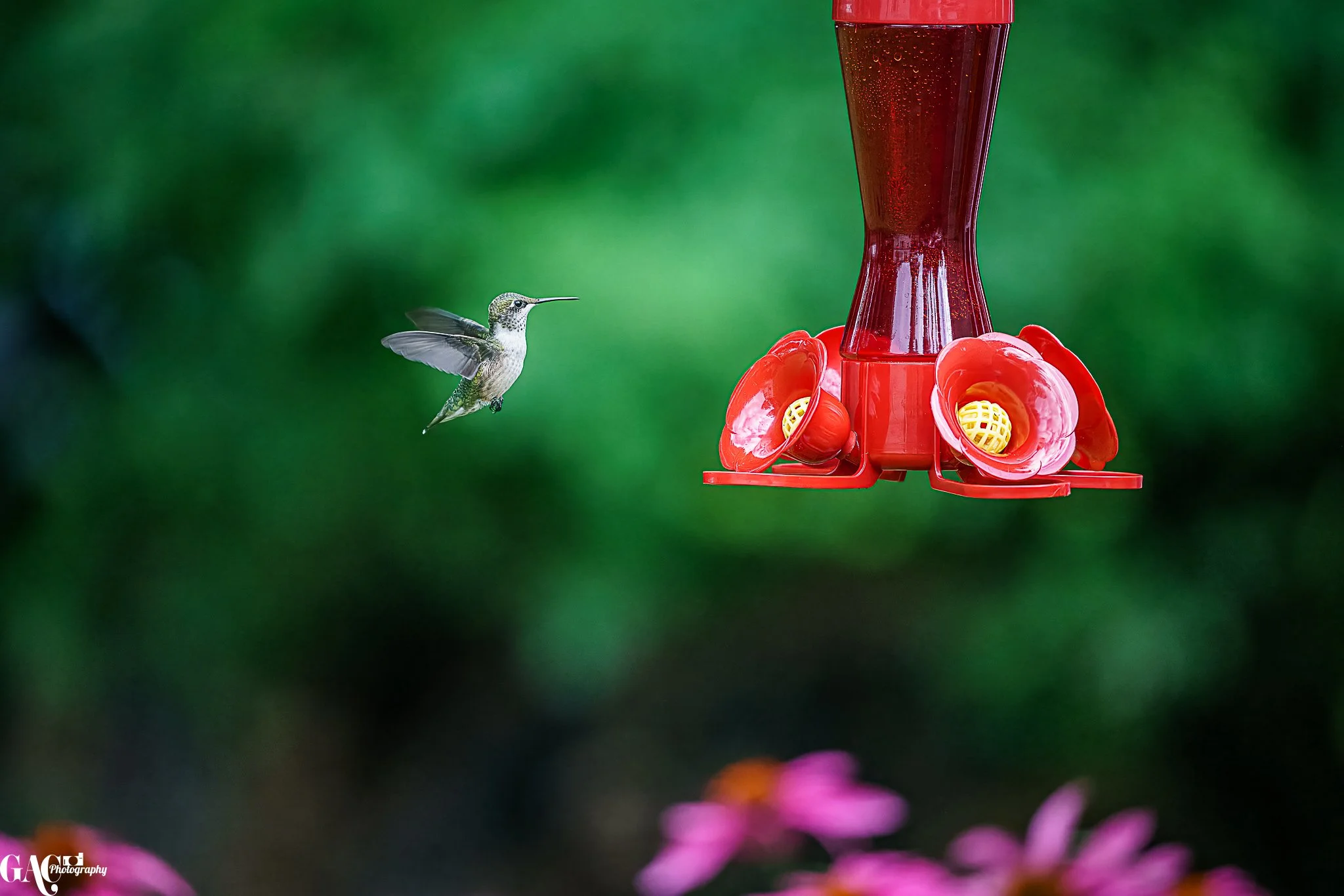 Hummingbird approaching a red hummingbird feeder with yellow details, bright pink flowers in the foreground, and a blurred green background.