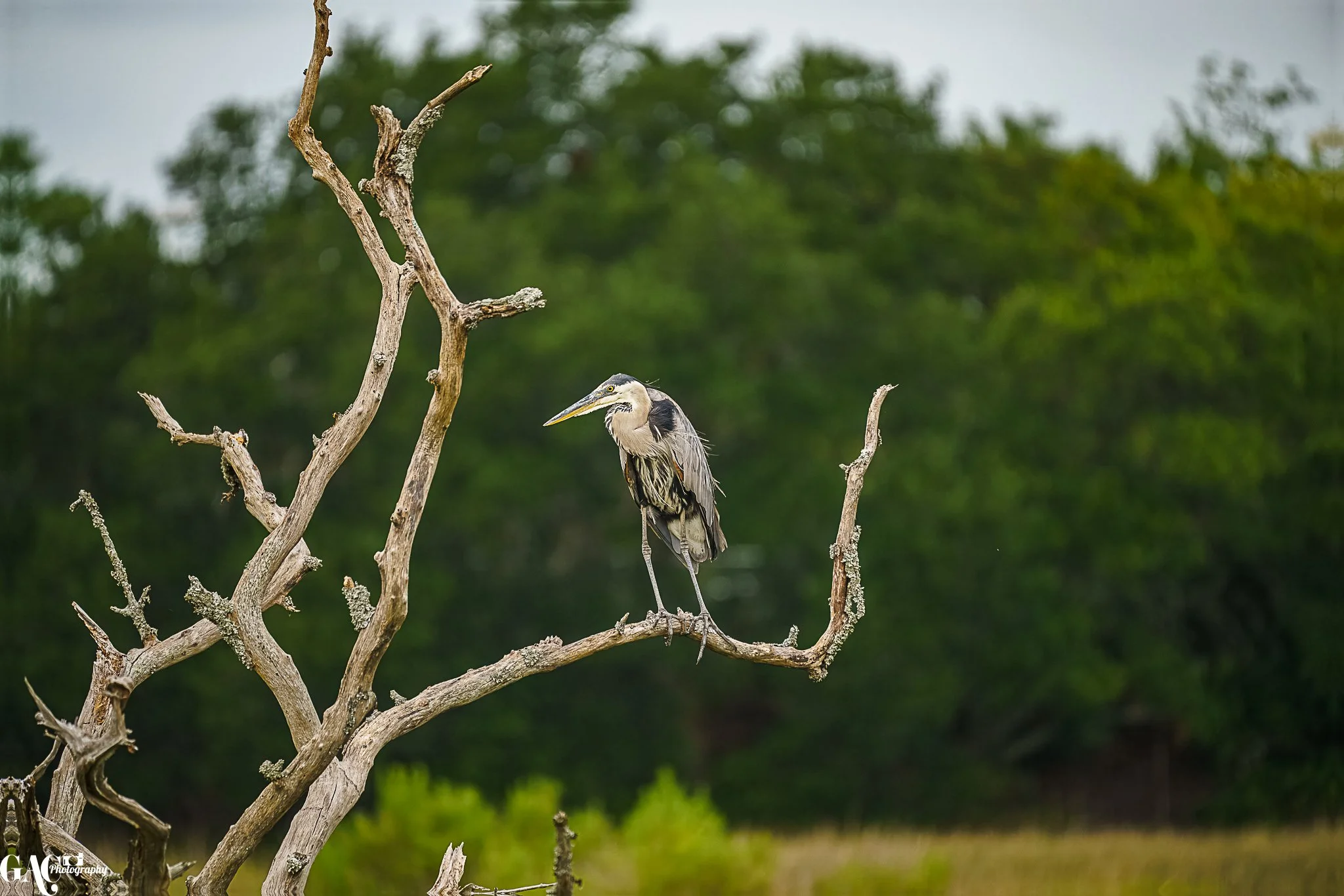 Heron perched on a leafless, twisted tree branch with blurred green foliage in the background.