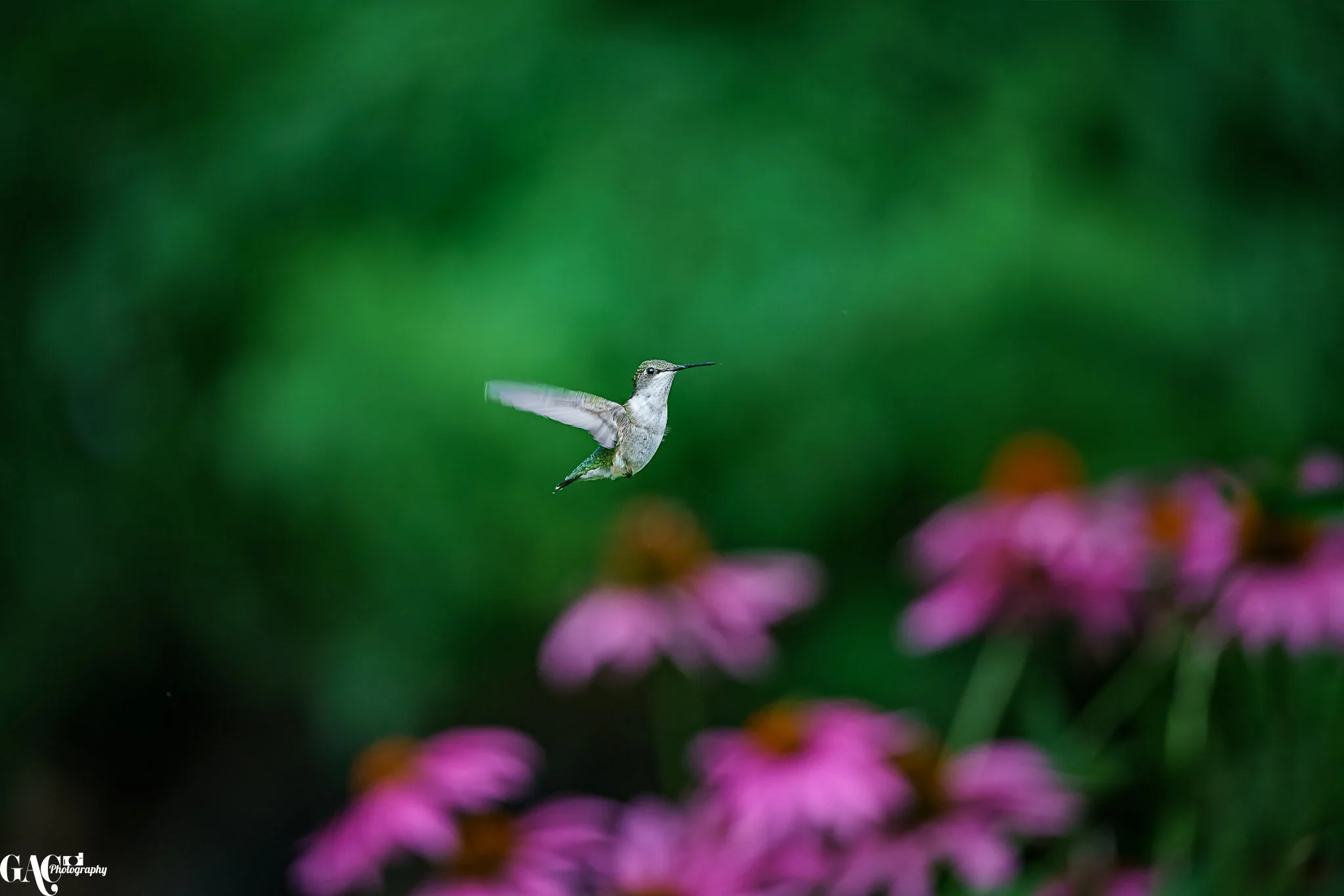 A small hummingbird hovering in front of pink flowers with a blurred green background.