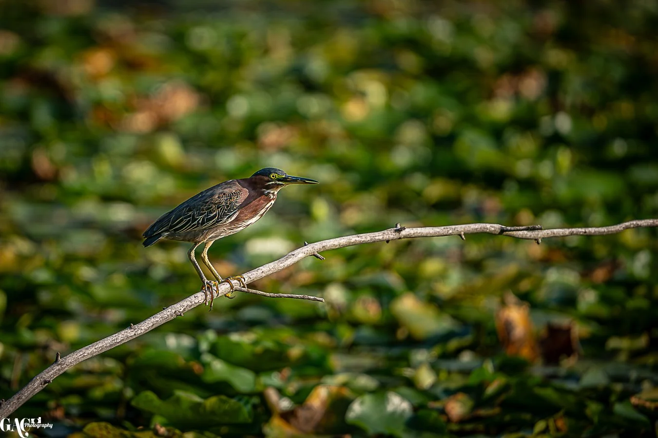 A heron perched on a thin branch over green water plants.
