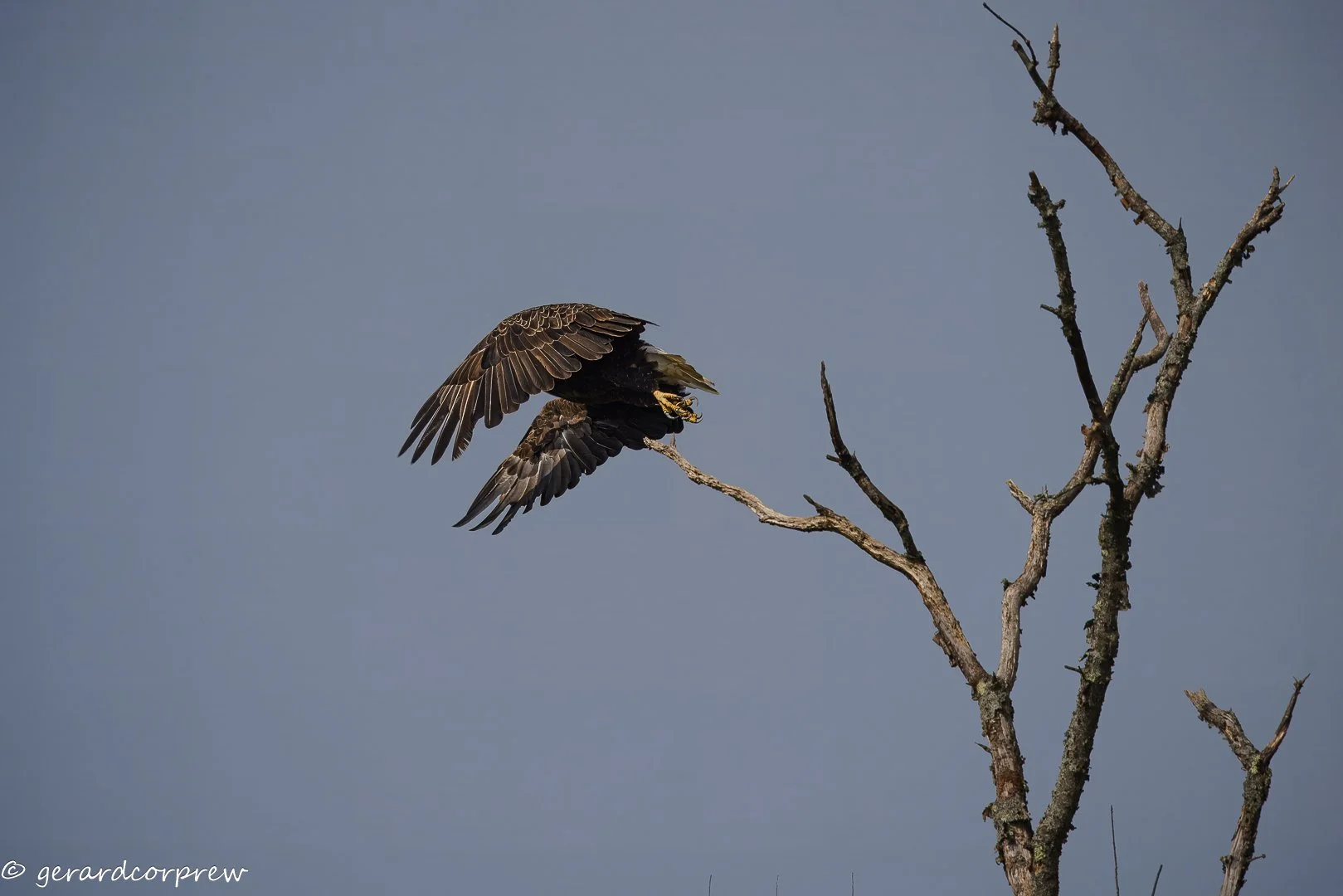 Eagle taking off from a bare tree branch against a clear sky.
