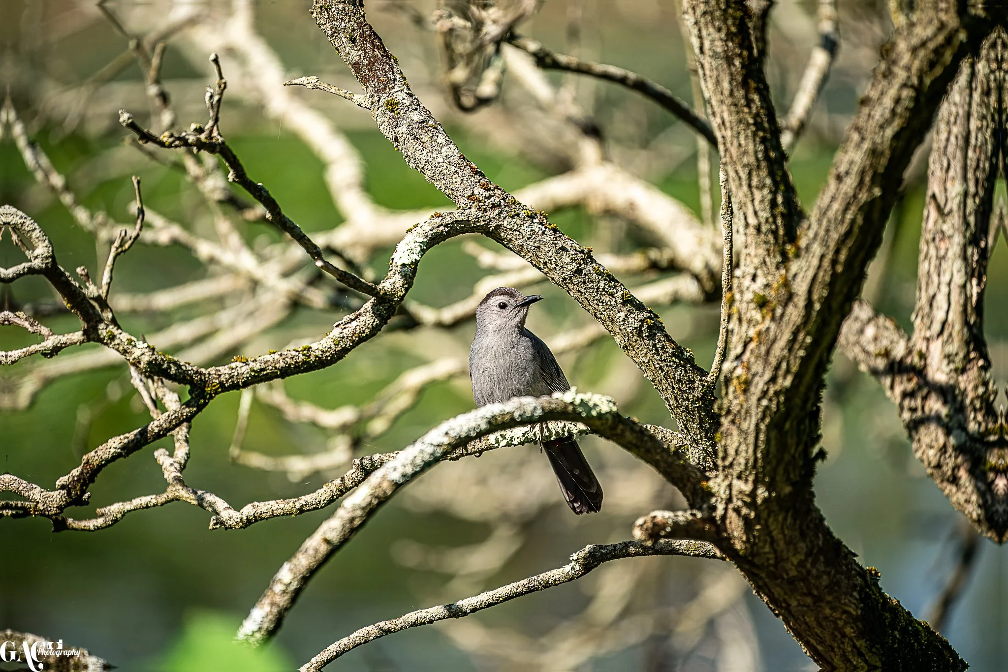 A small gray Catbird perched on a branch among leafless tree limbs with a blurred green background.