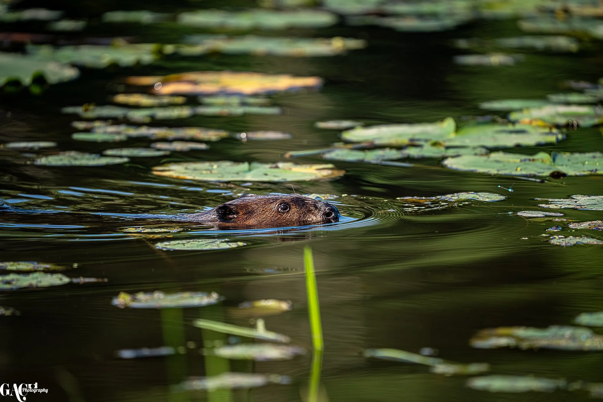 A beaver swimming in a pond surrounded by lily pads and green aquatic plants.