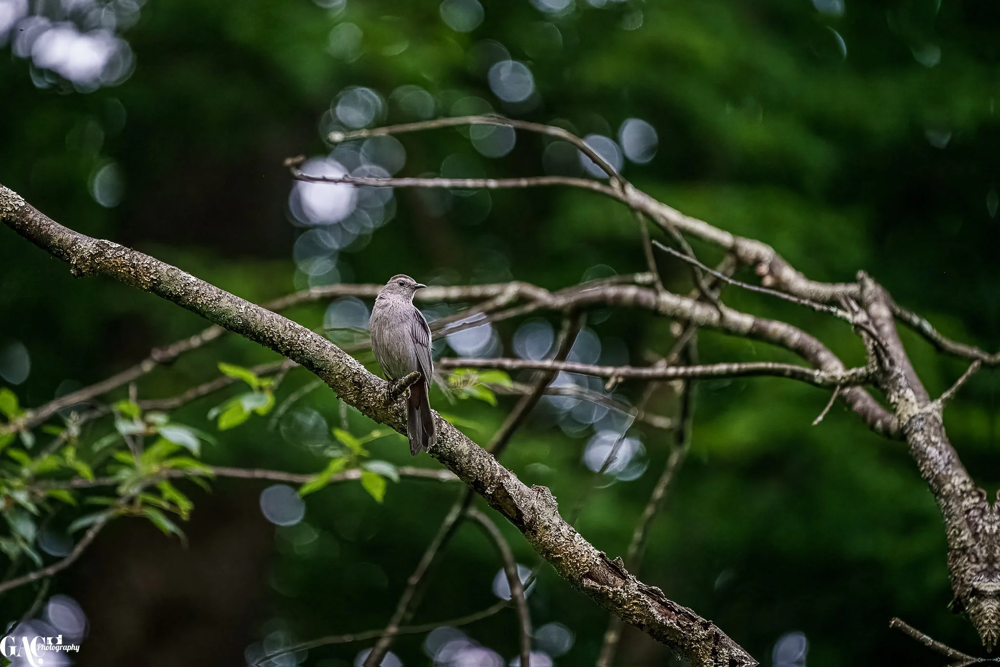 A small gray bird perched on a tree branch in a lush green forest with bokeh light in the background.
