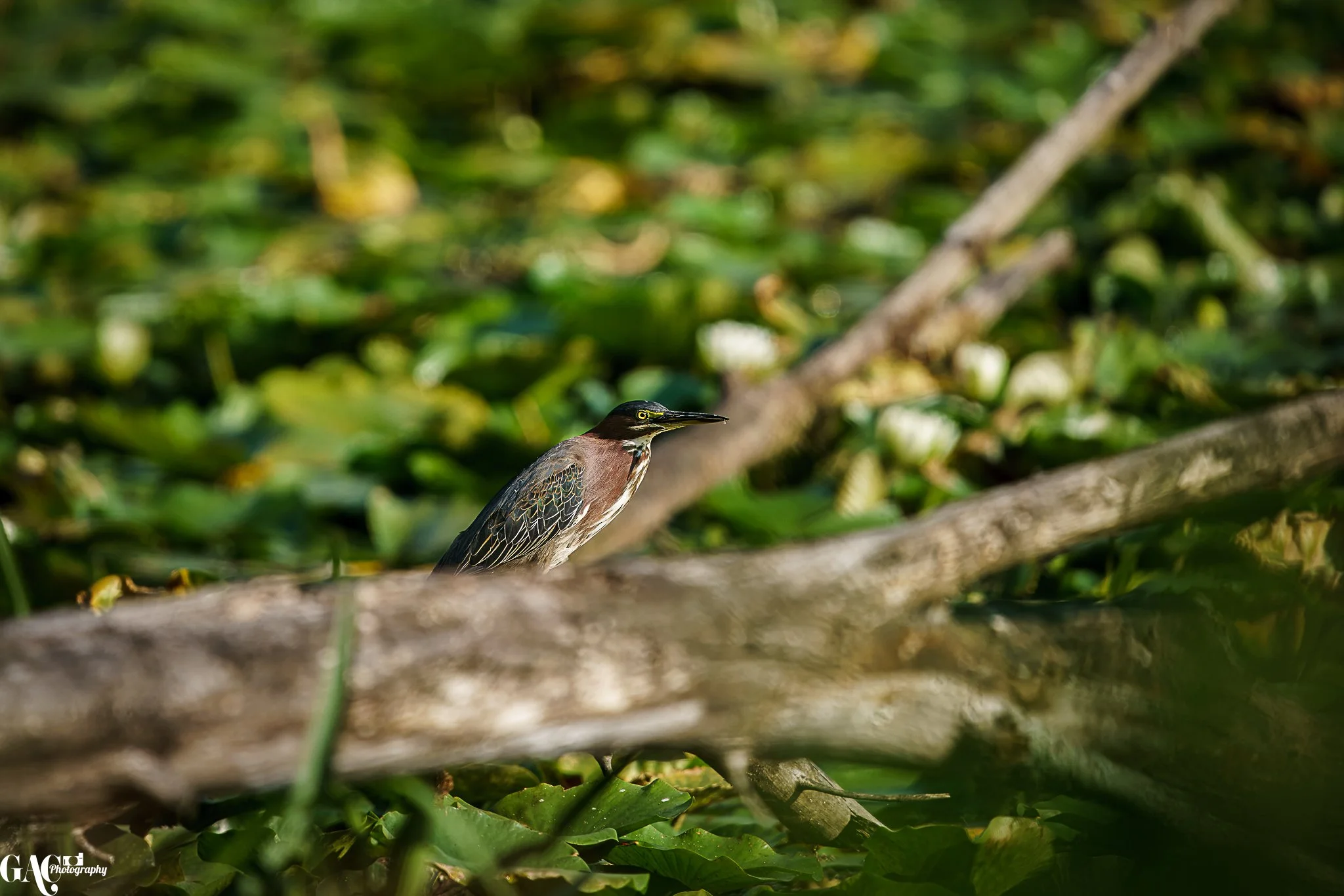 A bird with a long beak perched on a log amidst green leaves and plants.