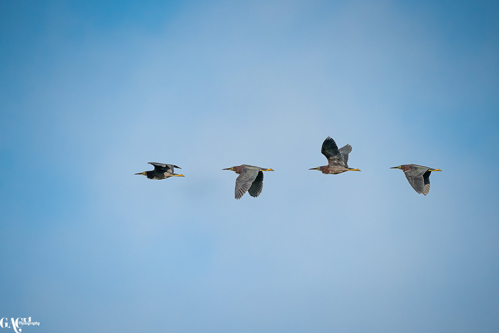 Four birds flying in a straight line across a clear blue sky.