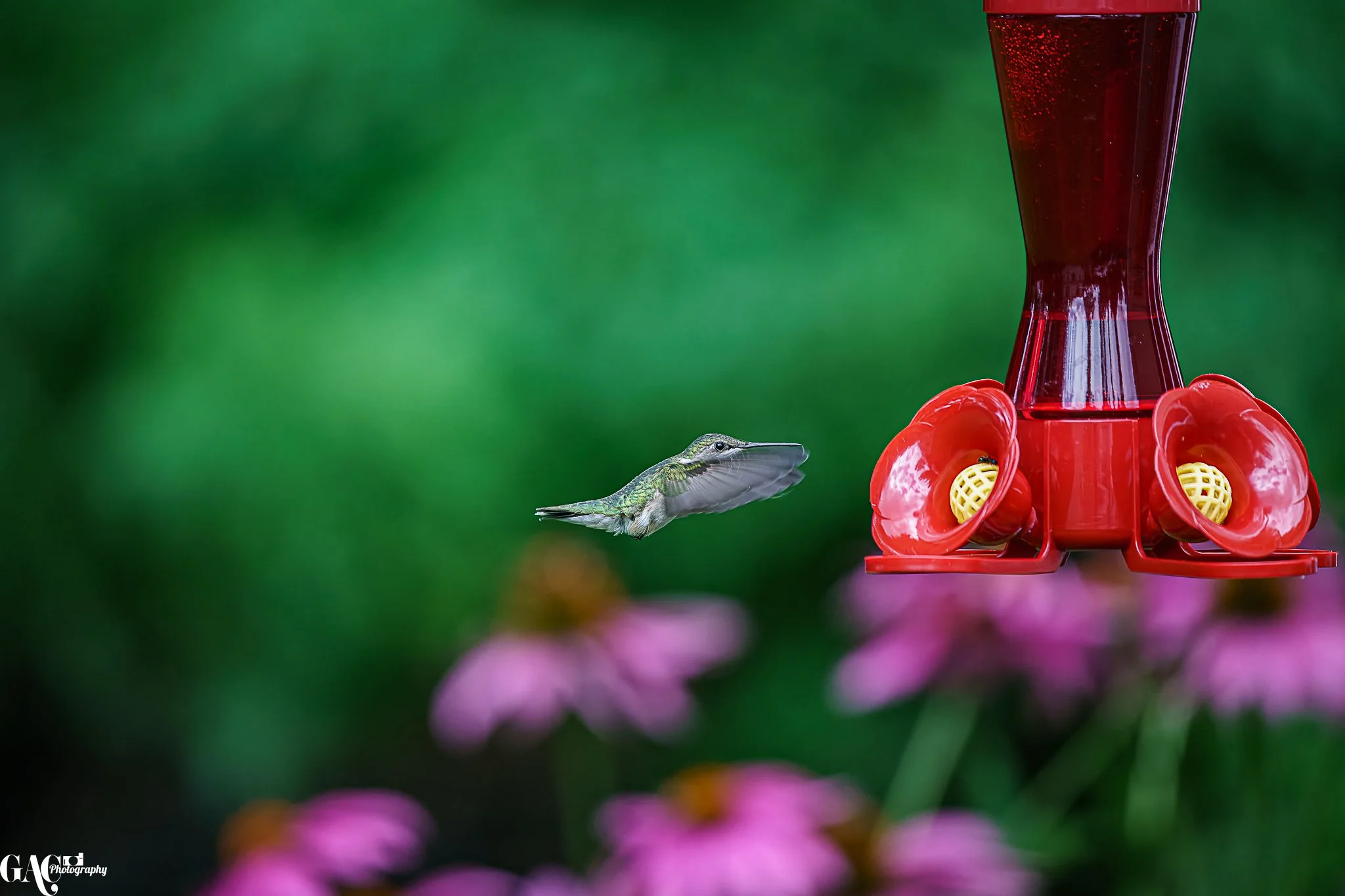 Close-up of a hummingbird hovering near a red hummingbird feeder with pink flowers and a green blurred background.