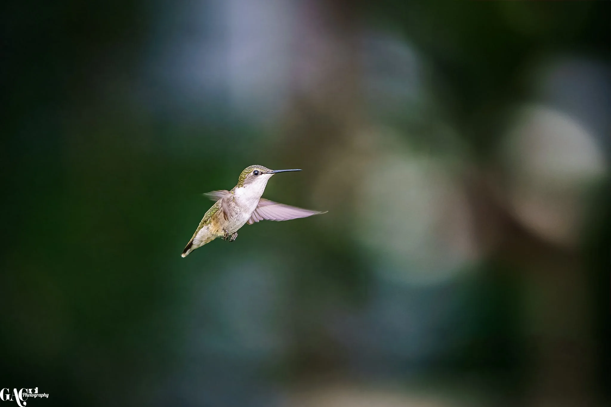 Small hummingbird flying against a blurred green background.