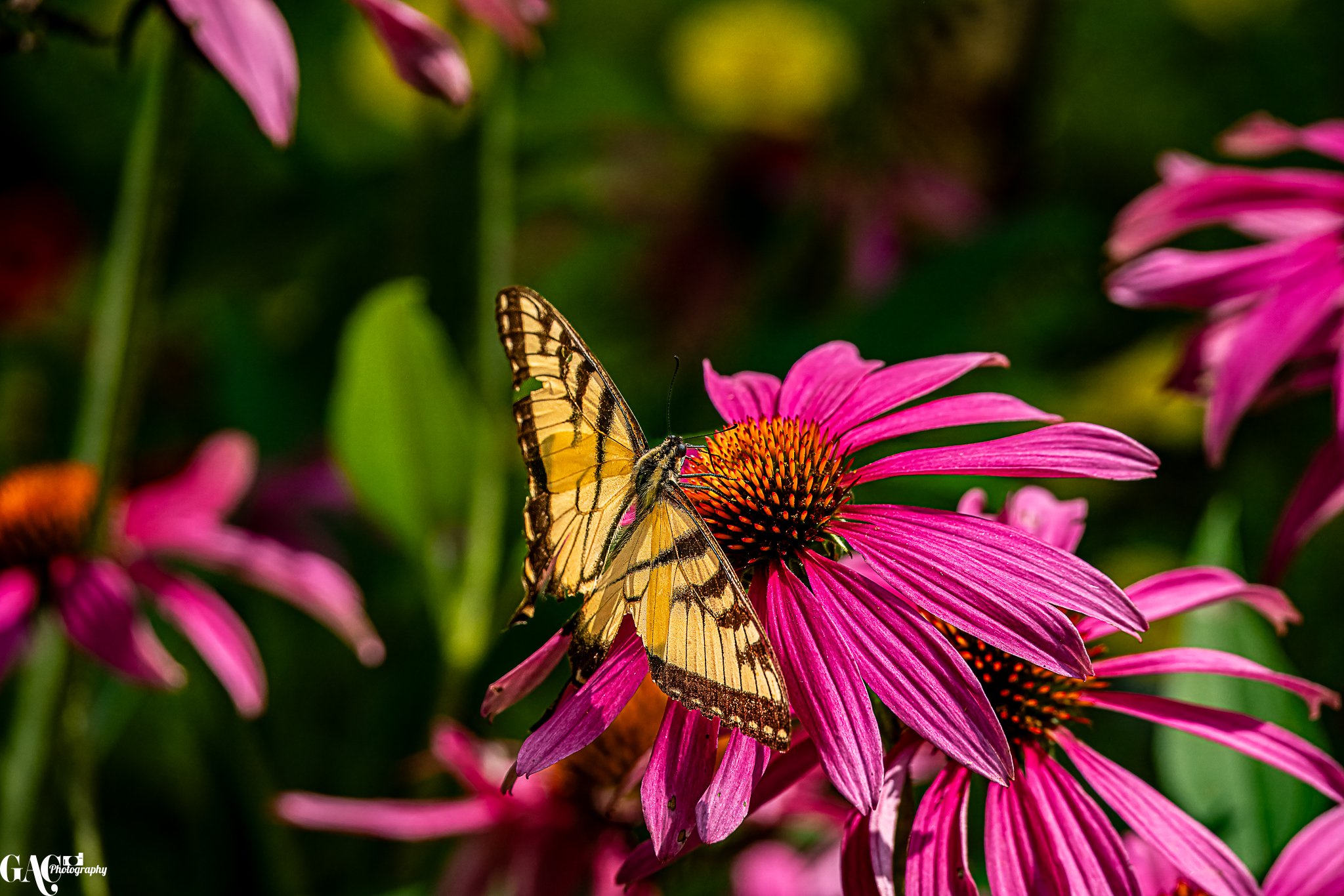 A yellow and black butterfly perched on a pink coneflower with a dark orange center, surrounded by more pink flowers and green foliage.