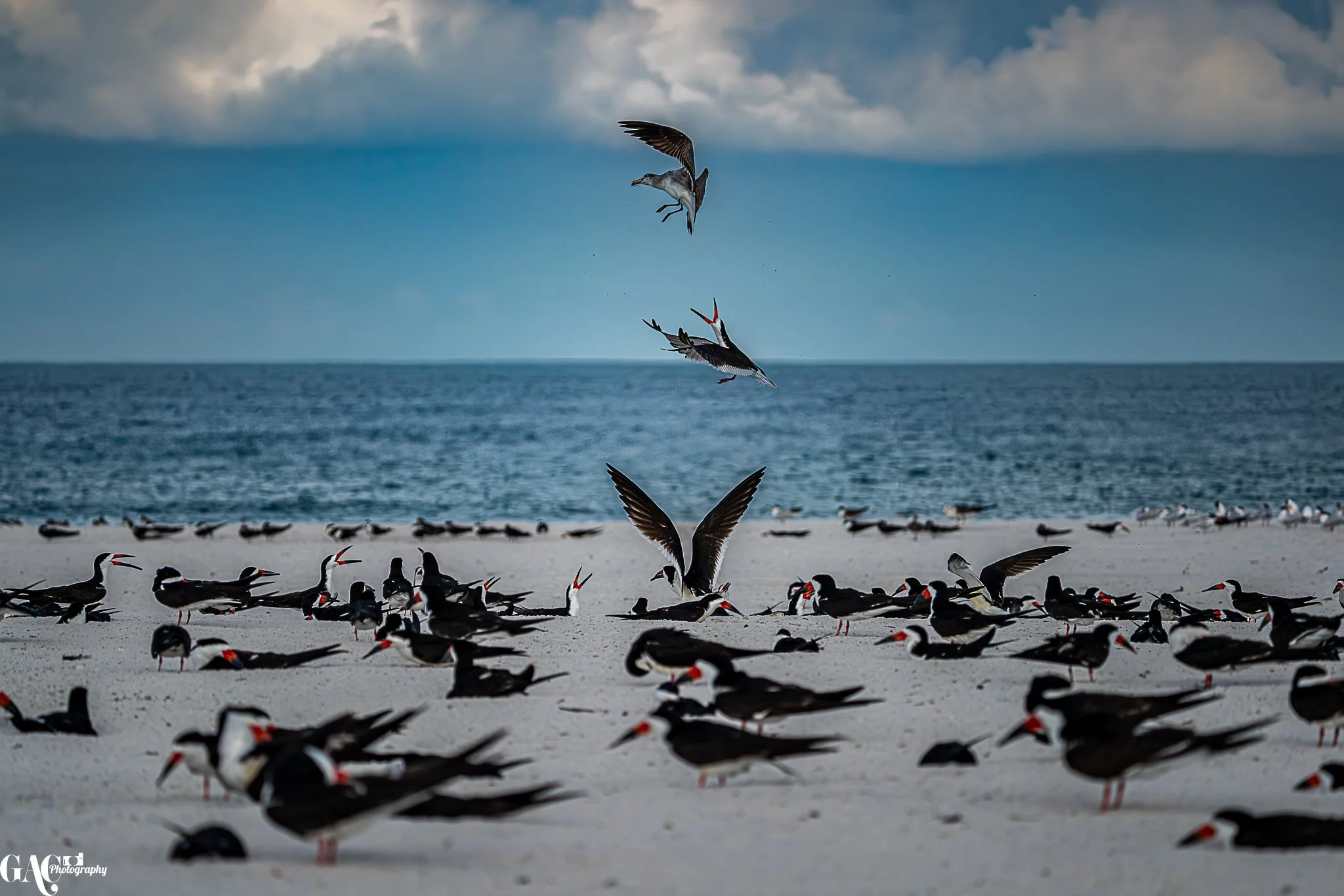 Flock of black skimmers on a beach with some in flight; ocean and cloudy sky in the background.