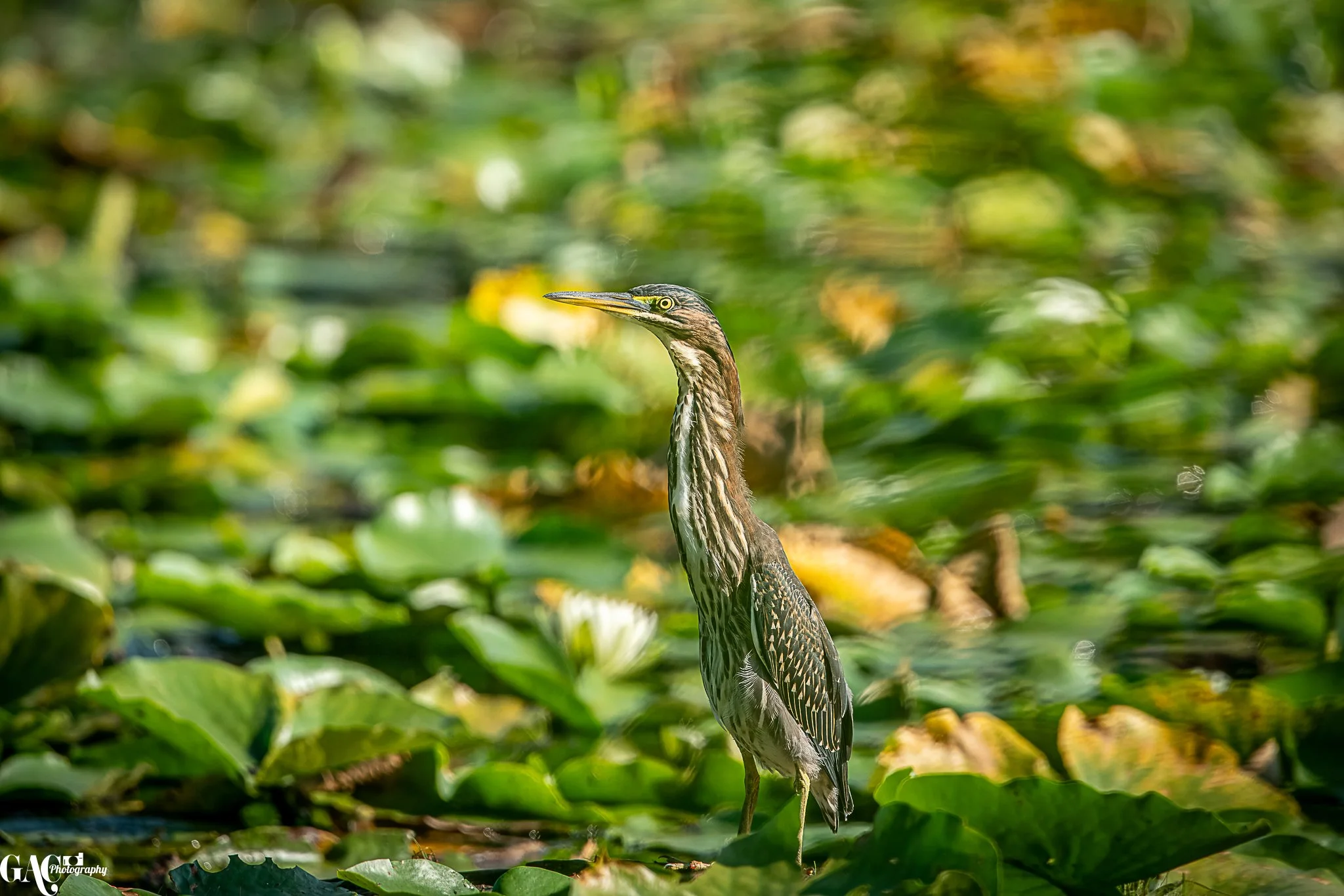 A heron standing among green water lily leaves and plants in a pond.