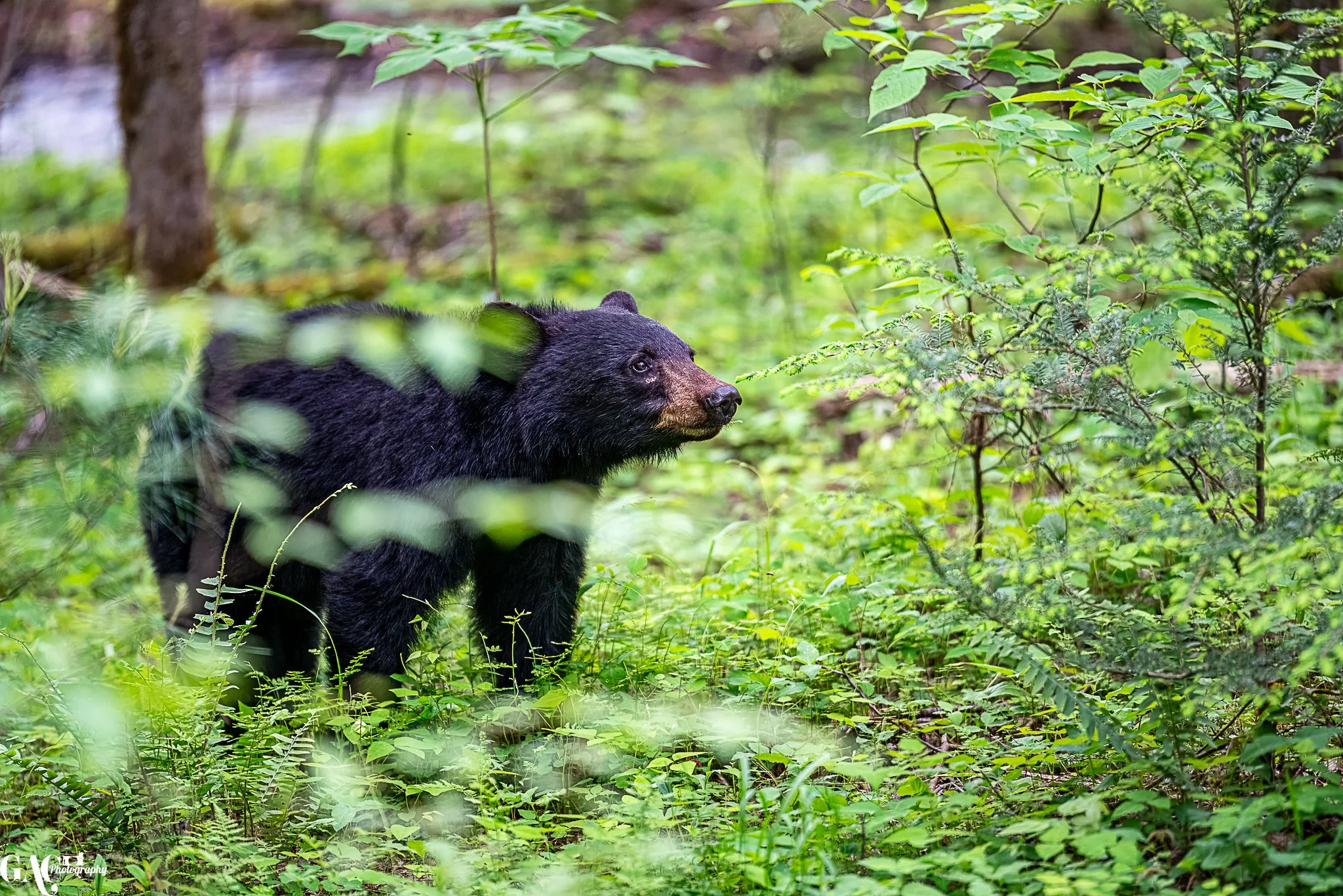 A black bear standing in a lush green forest.