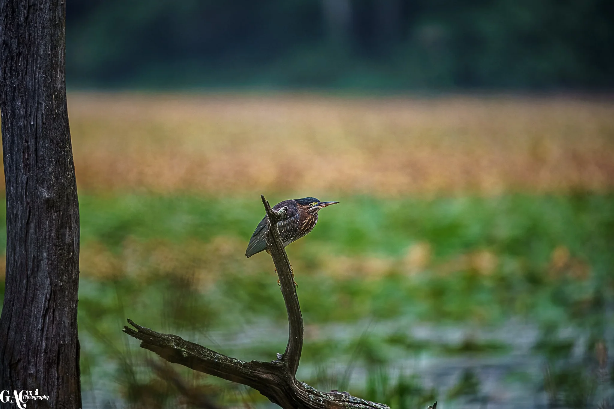 A bird perched on a curved branch in a natural wetland setting with blurred green and brown background.