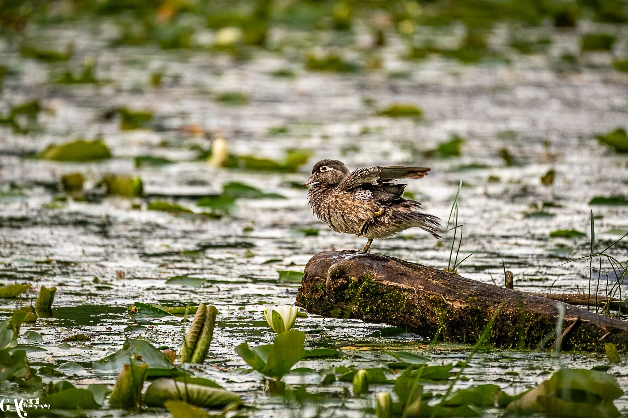 A duck standing on a mossy log in a pond filled with lily pads and white water lilies.