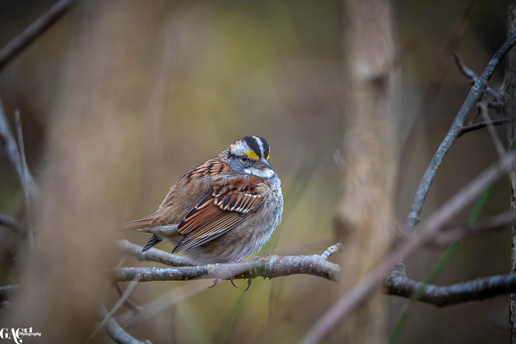 Sparrow Hanging on a Branch
