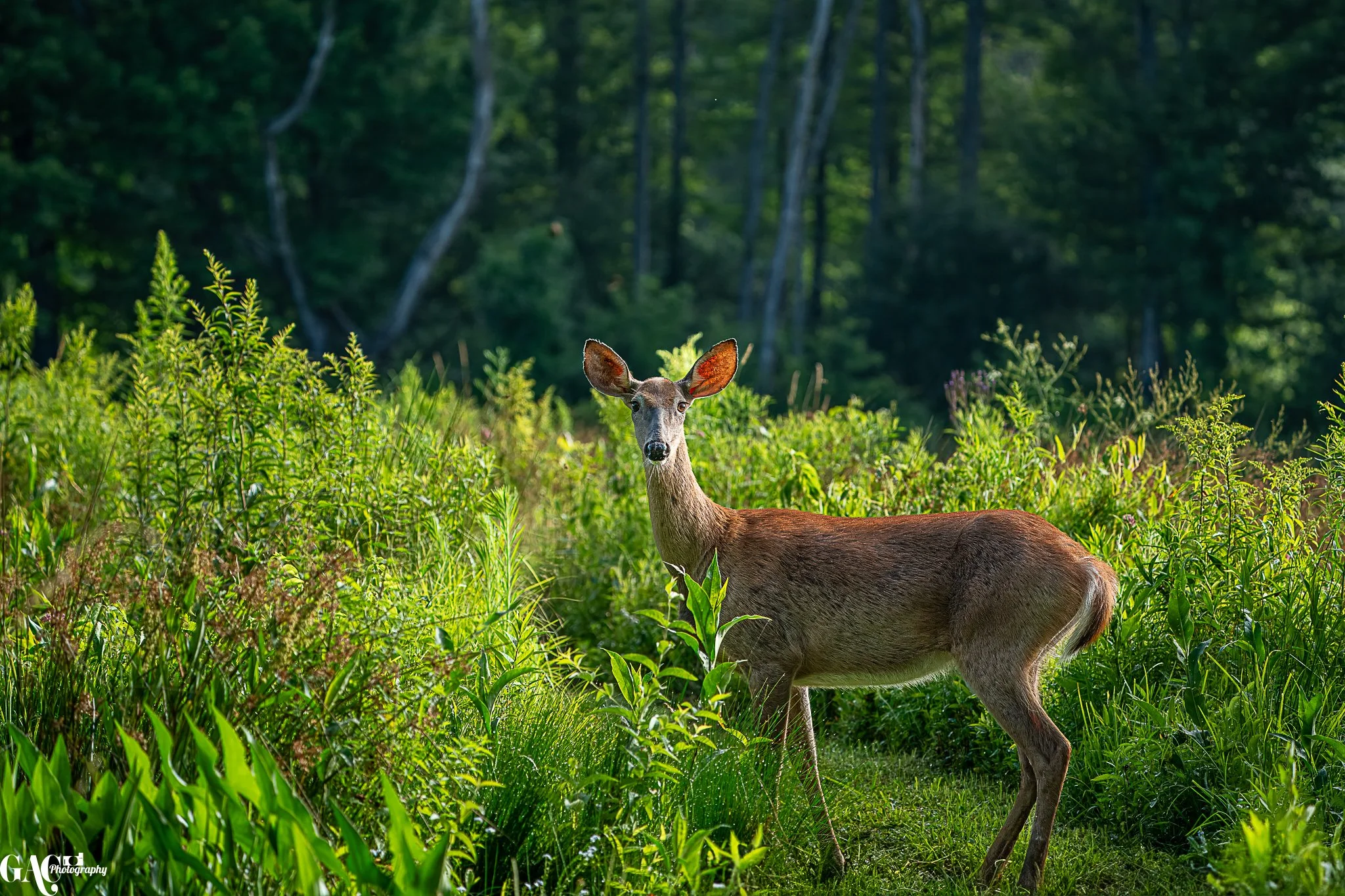 A deer standing in a lush green forest clearing, surrounded by tall grass and shrubs, with a background of trees and sunlight filtering through the leaves.
