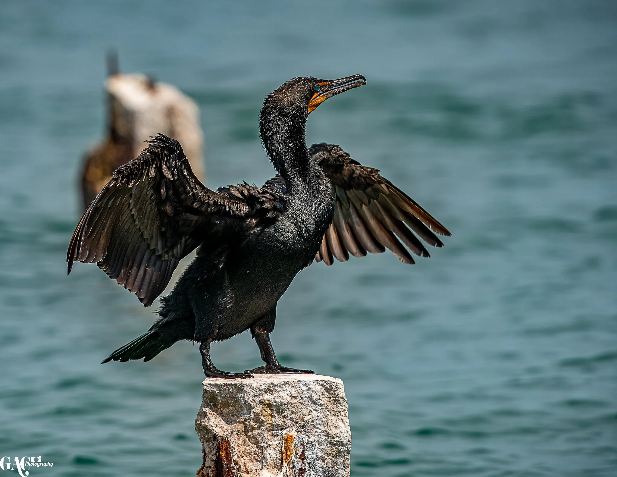 A cormorant bird standing on a rock with its wings outstretched, against a watery background.
