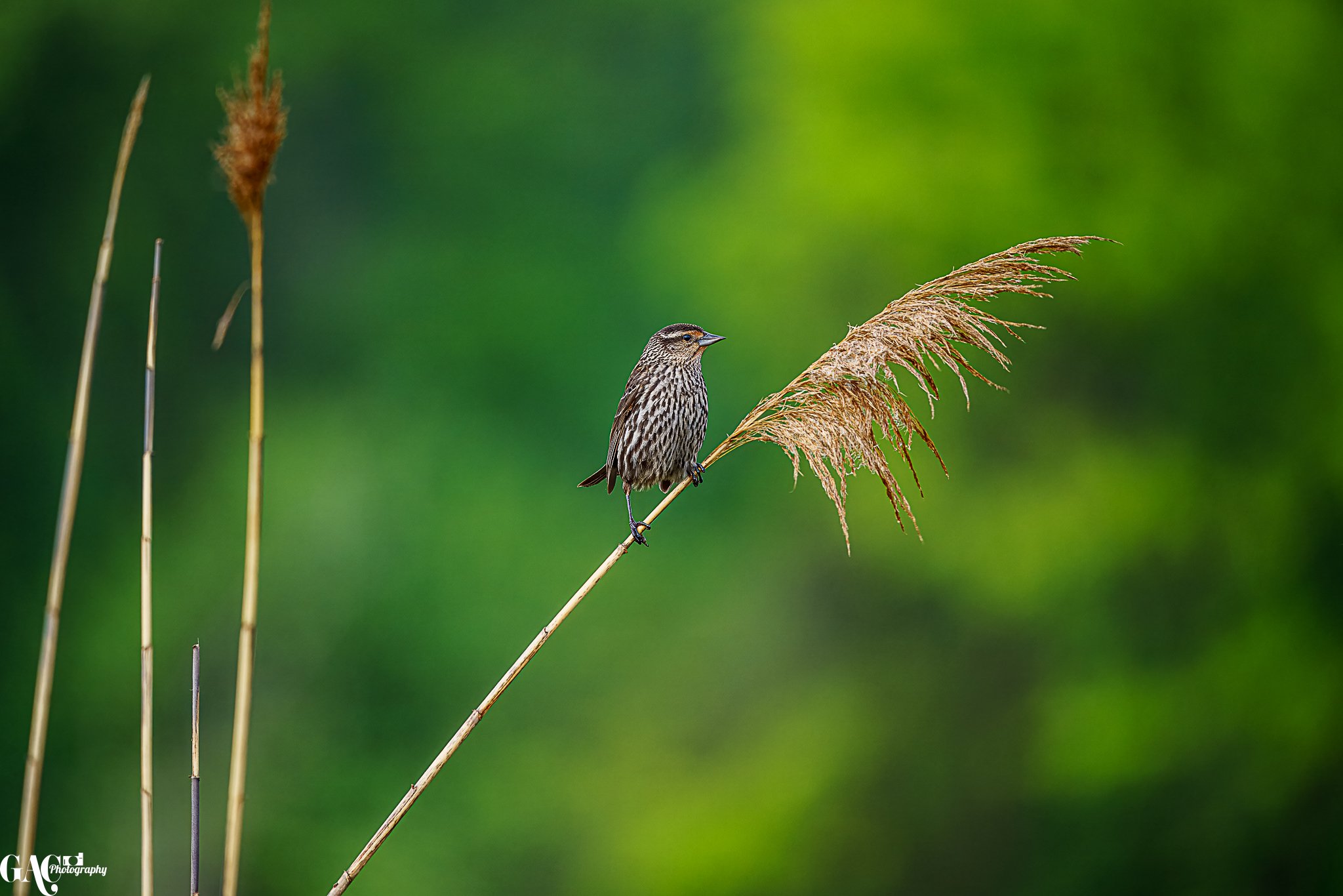 Bird perched on a reed with green background