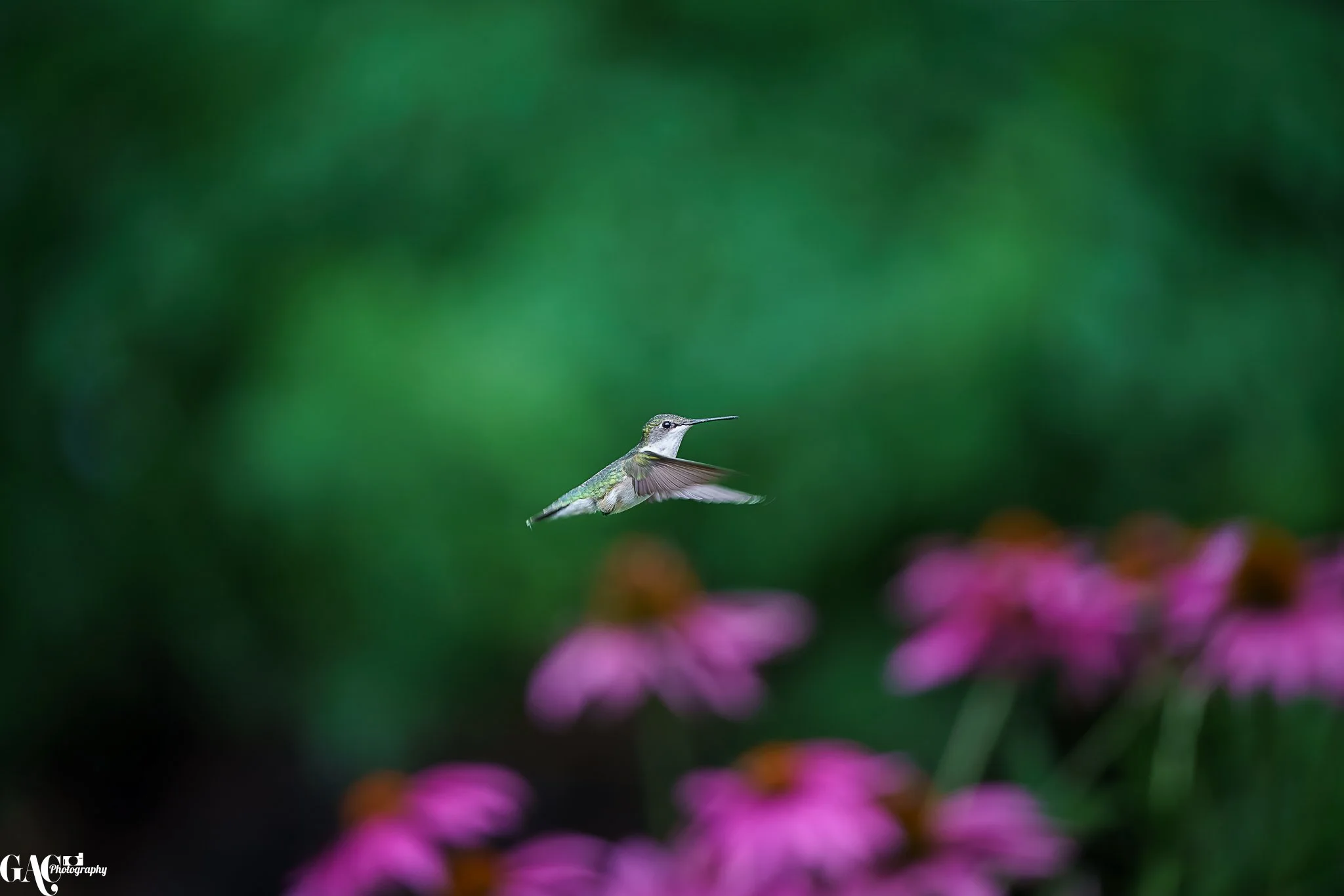 A small hummingbird with green and gray feathers flying in front of a blurred green background with pink flowers at the bottom right corner.