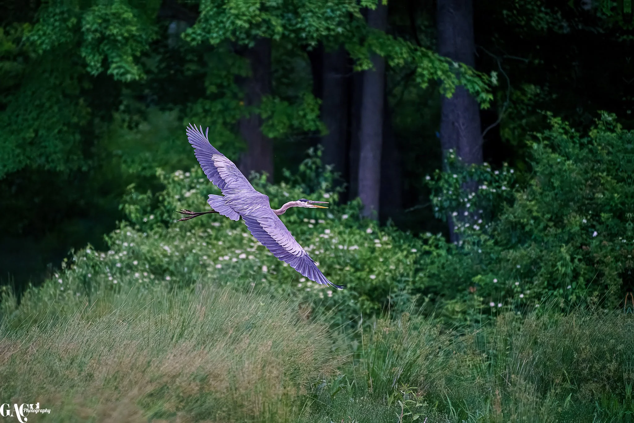 A heron flying over a grassy field with trees and bushes in the background.