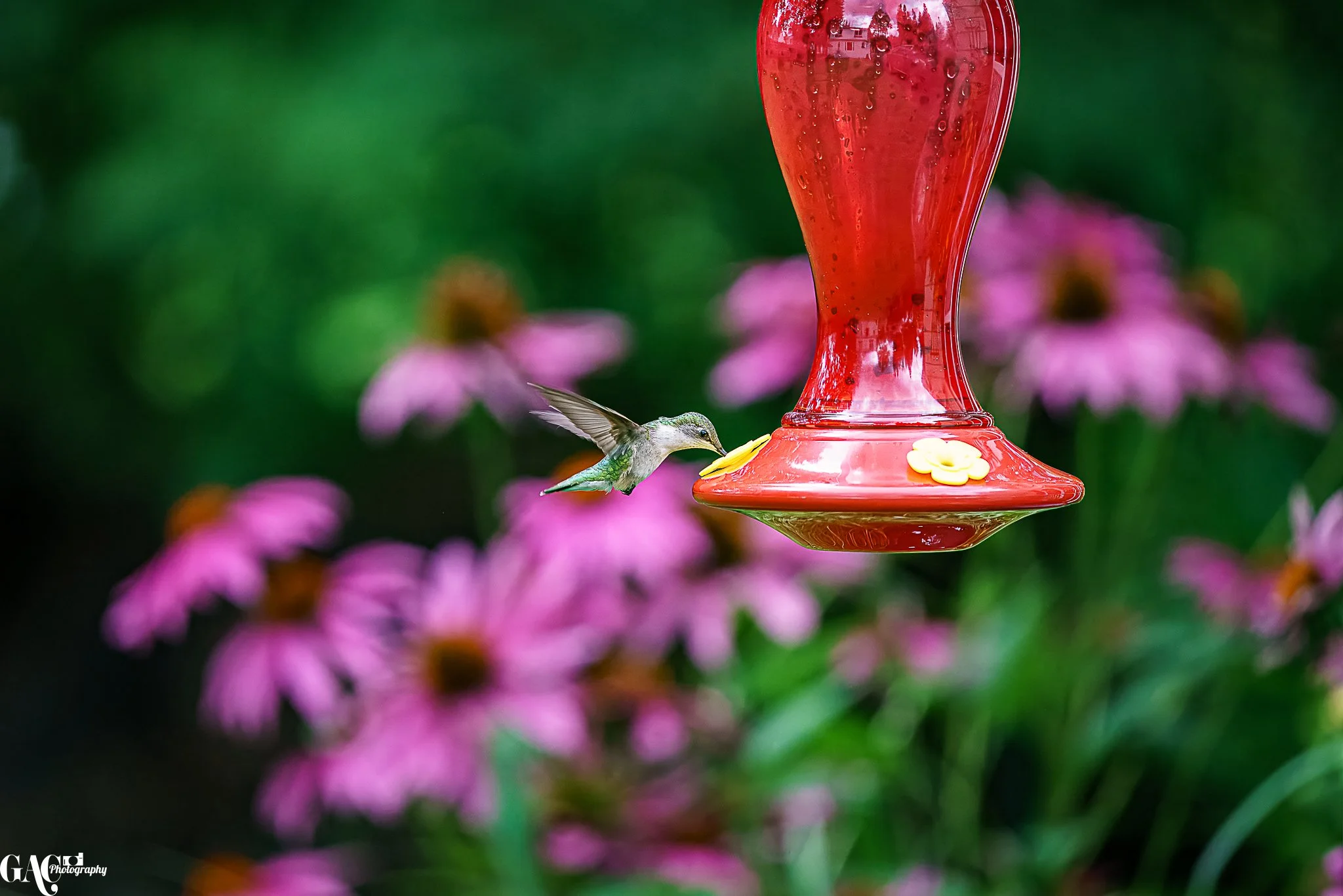 Hummingbird feeding from a red hummingbird feeder with pink flowers in the background.