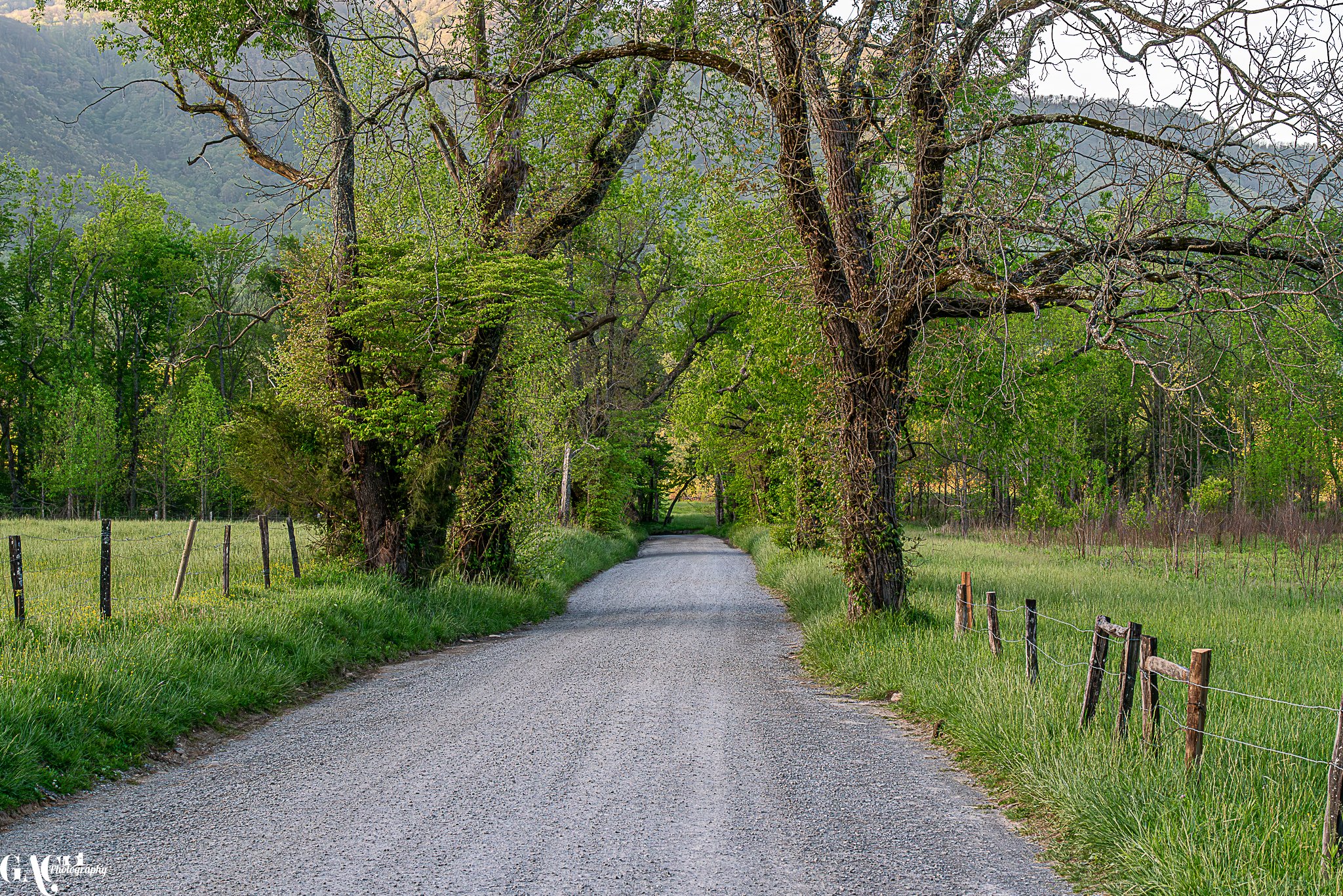 Scenic gravel road lined with lush green trees and wooden fence.