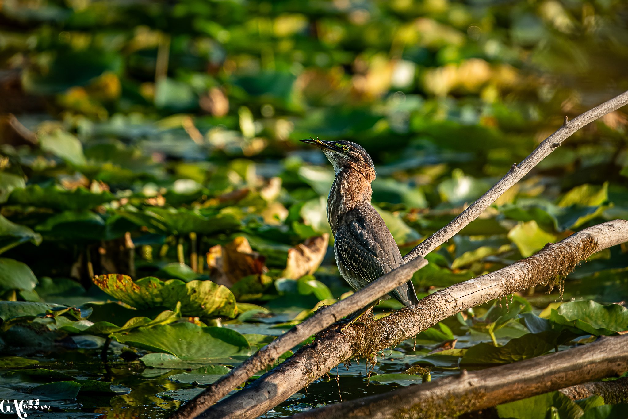 A bird perched on a branch over water with lily pads surrounding it.