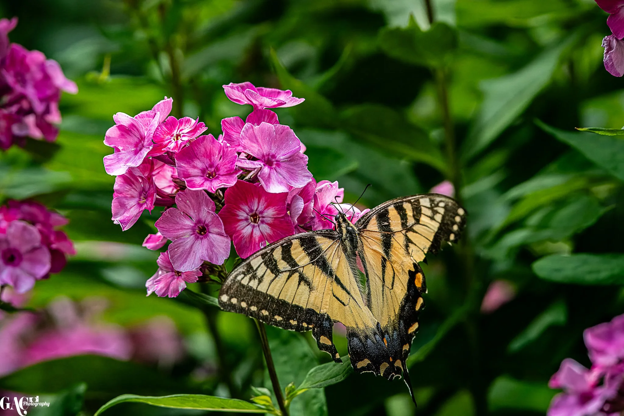 A butterfly perched on pink flowers surrounded by green leaves.