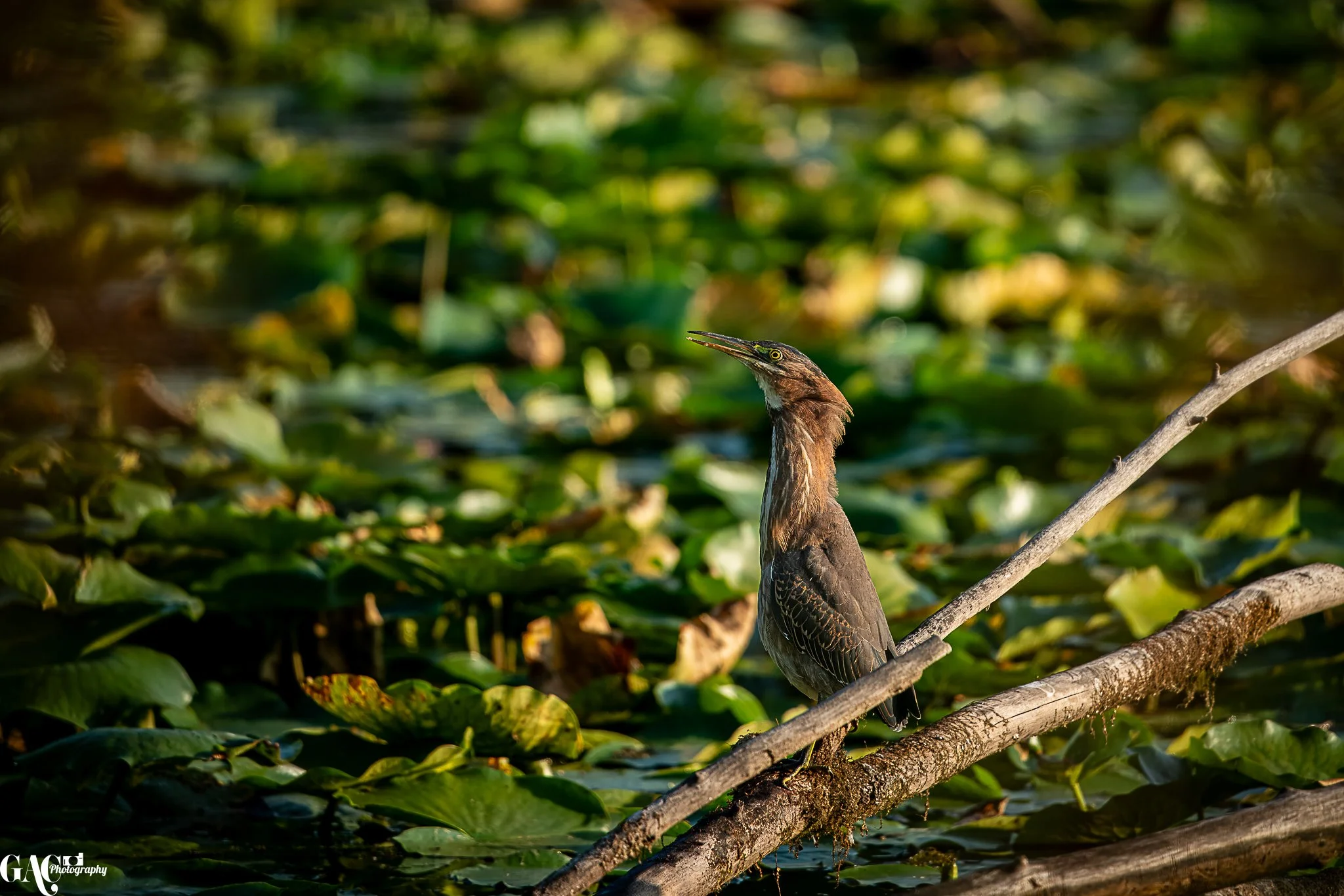 A bird perched on a branch in a pond with green water lilies.