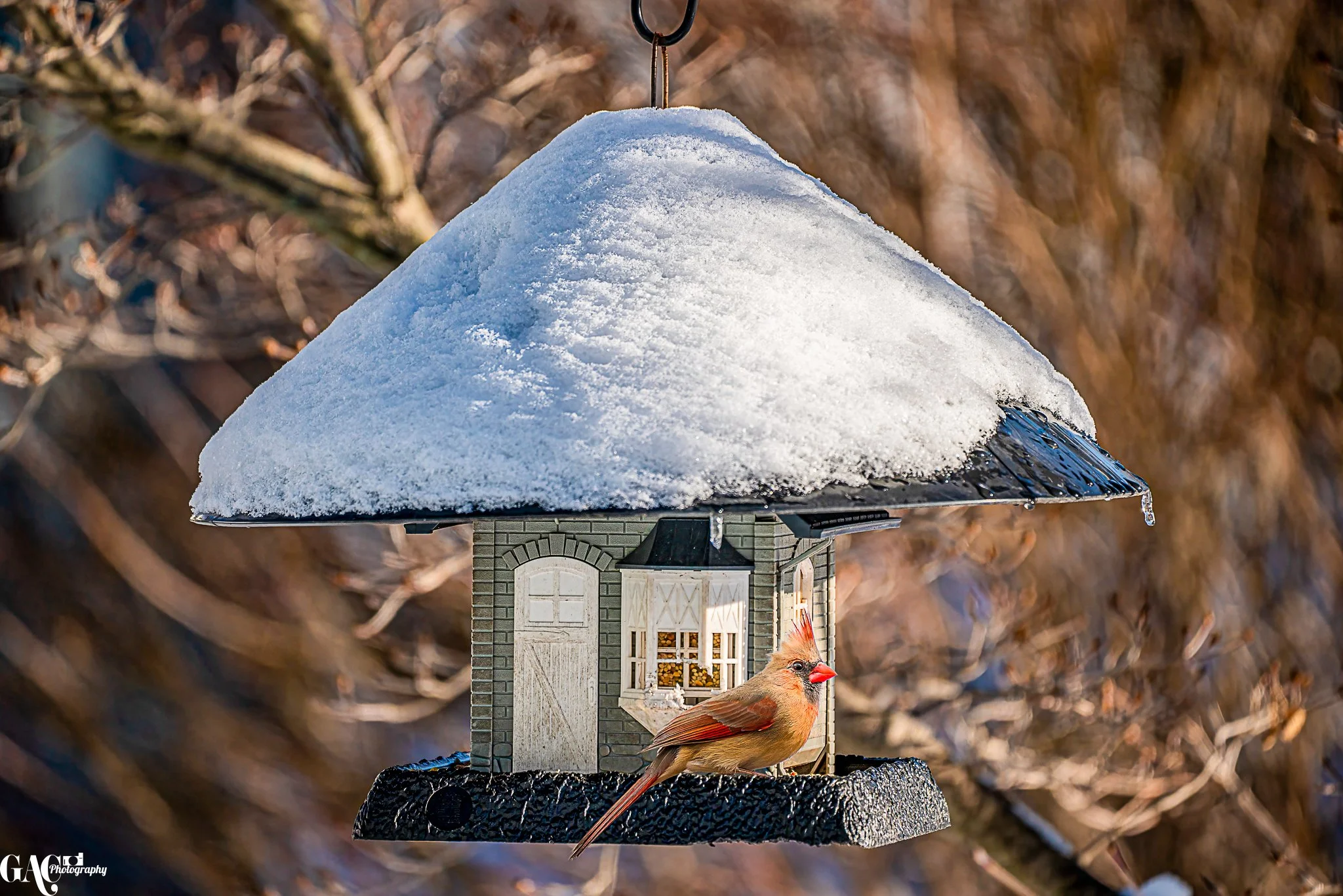 Cardinal at the Bird Feeder