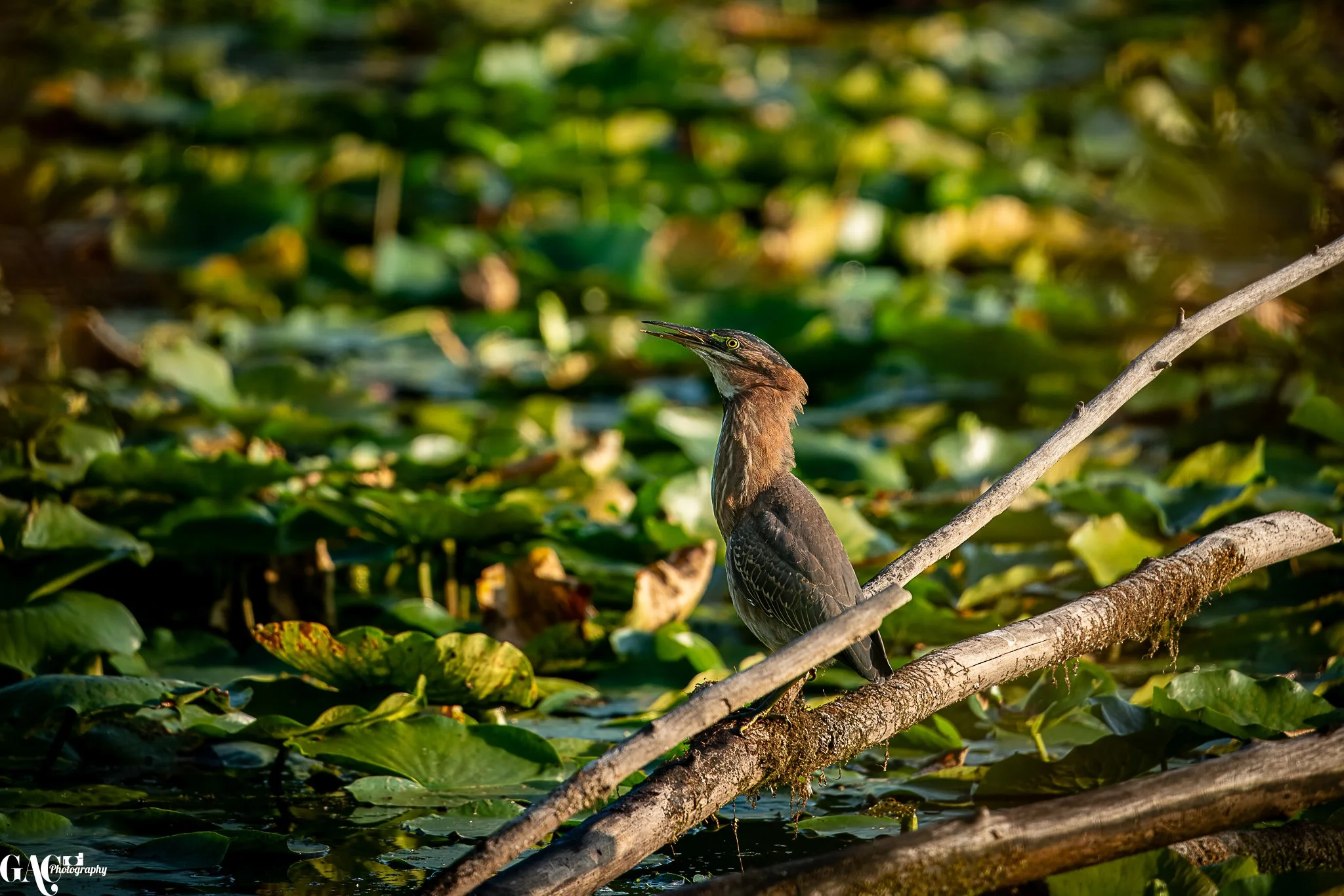A bird with a long, thin beak perched on a branch over water covered with green lily pads.