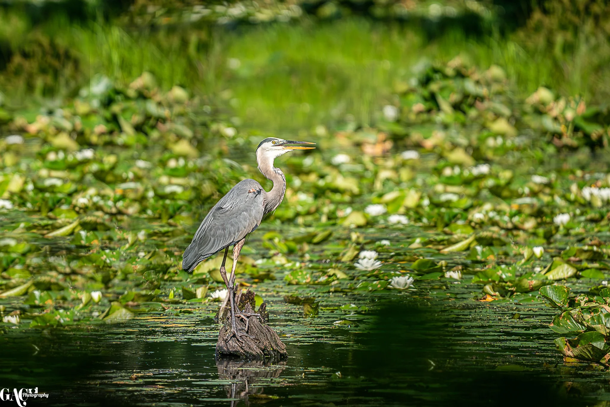 A heron standing on a log in a pond surrounded by green lily pads and white flowers.