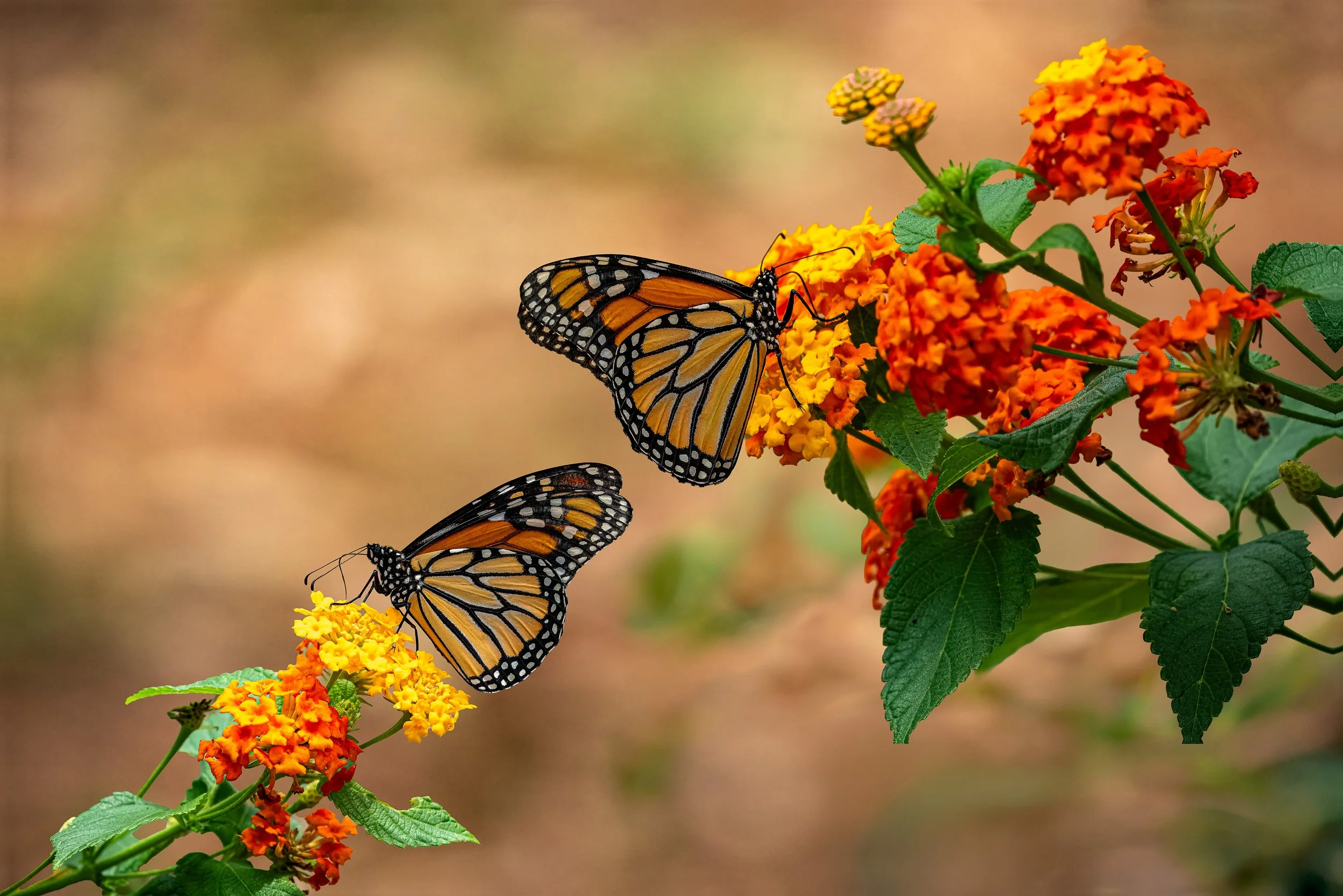 Two monarch butterflies on orange and yellow lantana flowers with green leaves.