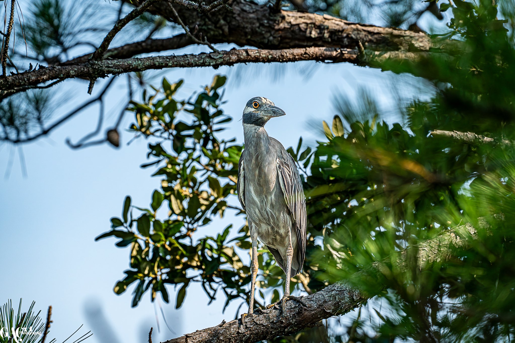 A heron perched on a tree branch surrounded by green leaves and pine needles against a blue sky.