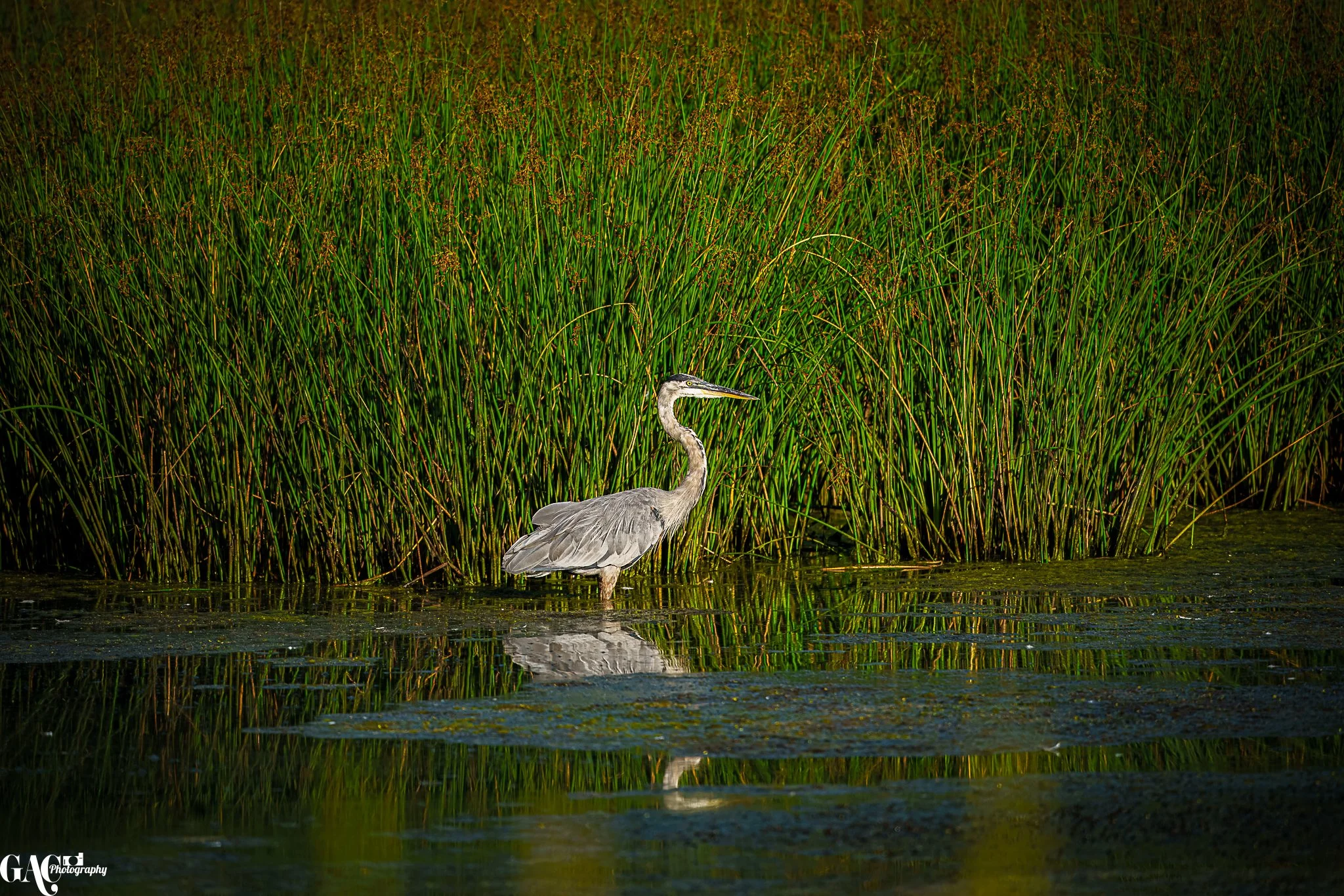 A heron standing partially submerged in water with tall green reeds in the background.