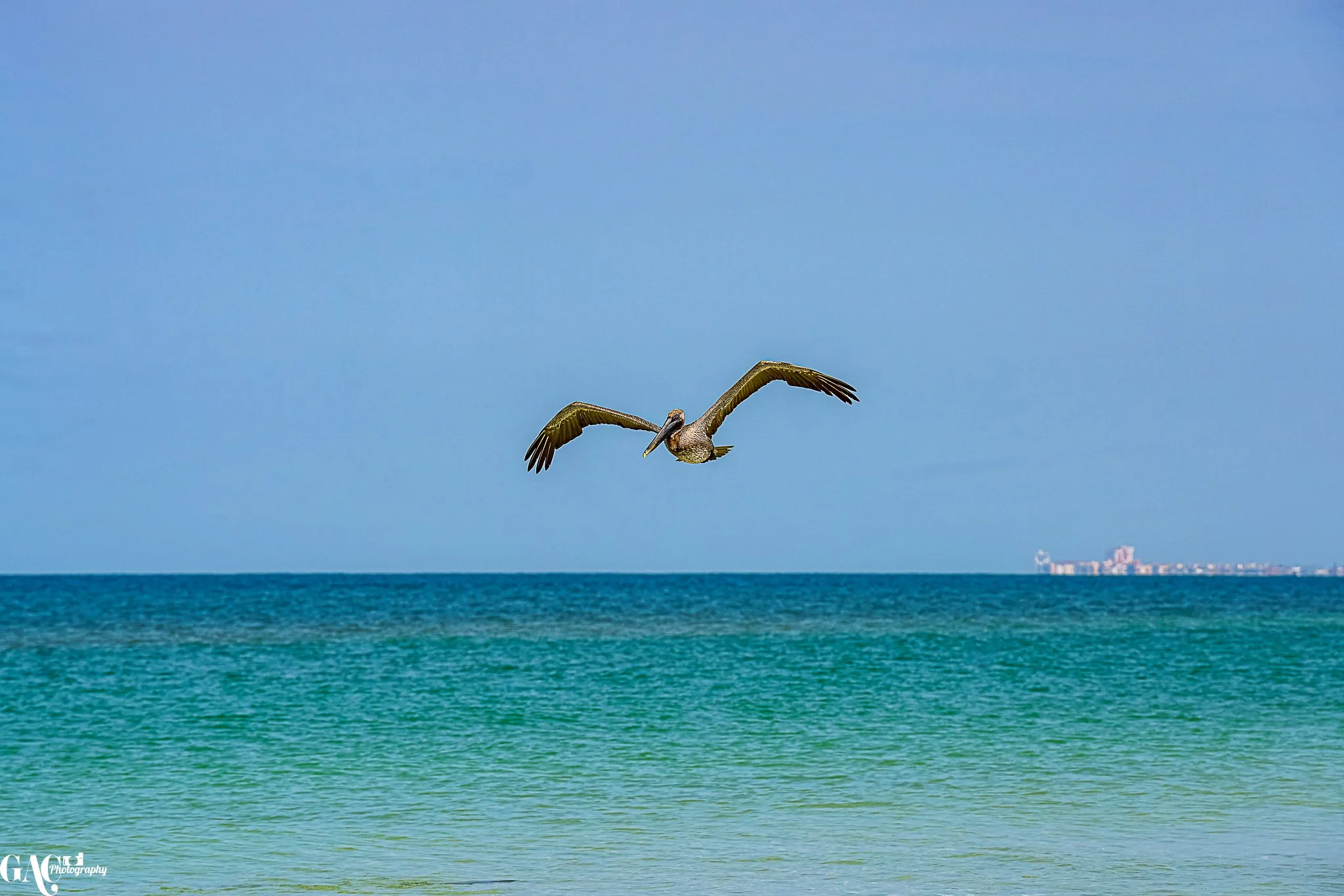 Pelican flying over the ocean with clear blue sky and distant cityscape on the horizon.