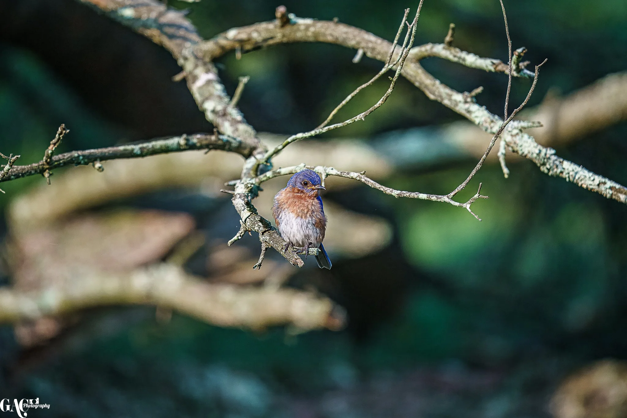 A small bird perched on a branch in a forest setting with a blurred green background.